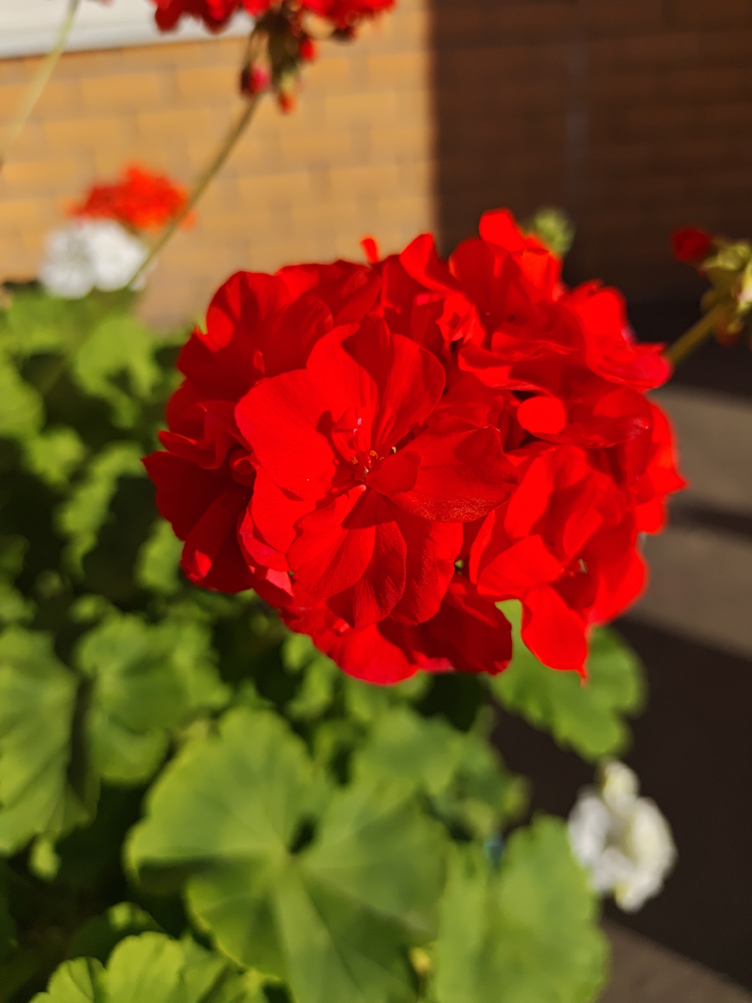 The image depicts a close-up of a vibrant red geranium flower in bloom, set against a blurred background of green foliage and a brick wall. The flower head is a dense cluster of petals, with some petals overlapping and others slightly curled. Sunlight casts shadows on the petals, highlighting their texture and shape. In the background, out-of-focus white flowers are visible, along with the textured surface of a brick wall and a darker, shadowed area. The scene suggests an outdoor setting, likely a garden or a balcony, with the focus sharply on the details of the red geranium. There are no people or animals present in the image. The specific location in Shcherbinka, Russia, is not determinable from the visual information alone.