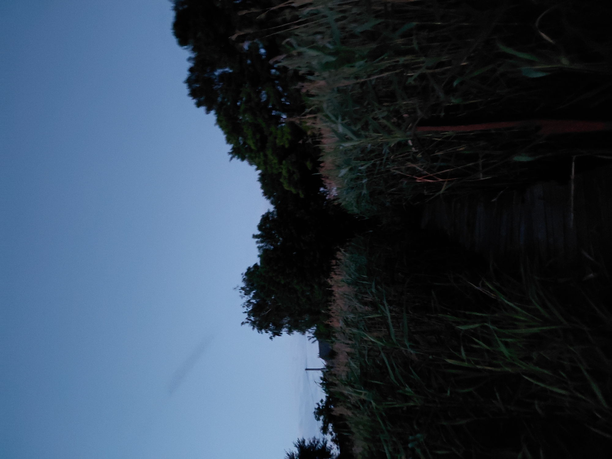 The image depicts a twilight scene of a wooden walkway passing through tall reeds and vegetation. The sky is a clear, deep blue with a faint, wispy cloud formation on the left side. In the distance, silhouetted trees form a dark line against the sky. A few indistinct structures, possibly houses, are visible behind the reeds on the left. The walkway appears to be made of weathered wooden planks and is partially obscured by the surrounding plants. A vertical reddish-brown post stands to the right of the walkway. The overall impression is one of a secluded, natural setting at dusk. The location is identified as Ustyvytsia, Ukraine.