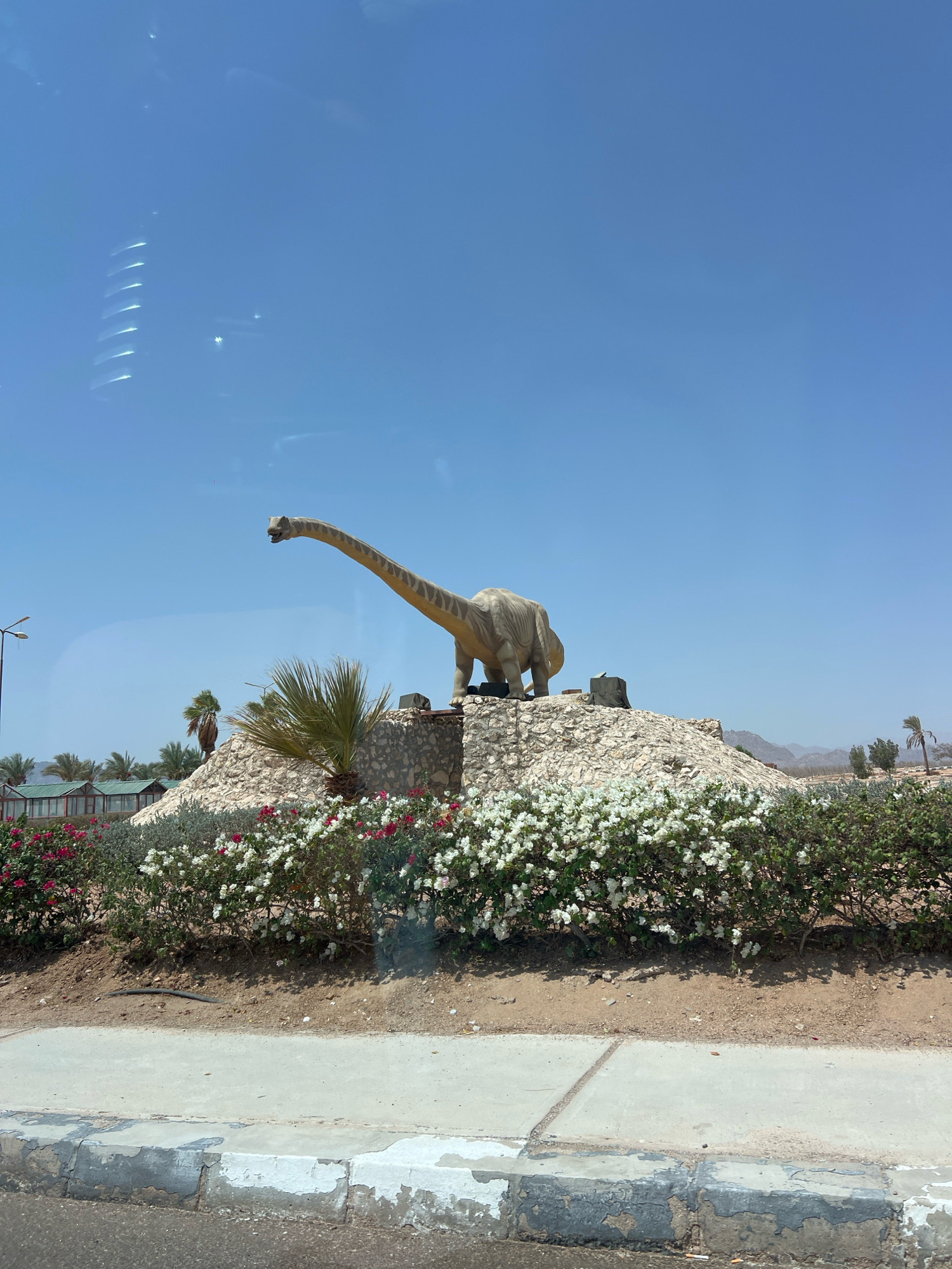 A statue of a long-necked dinosaur, likely a Brachiosaurus, stands on a rocky mound in Sharm El Sheikh, Egypt. The dinosaur is a pale tan color with darker brown markings. It is positioned facing left, with its head and neck extended upwards and to the left. The mound is covered in light-colored stones and rubble, with some green foliage and a small palm tree near the base.
In front of the mound, a dense row of flowering bushes creates a colorful border, featuring a mix of white and pink blossoms. Behind the dinosaur statue, more palm trees and arid hills are visible under a clear blue sky. To the left of the mound, a lamppost stands tall. In the background, a row of buildings with green-tiled roofs can be seen, suggesting a resort or commercial area. The foreground shows a paved sidewalk and a road, with the edge of the sidewalk showing weathered paint. The overall scene suggests an outdoor display or attraction, possibly part of a park or roadside exhibit. The image appears to be taken from a moving vehicle, as indicated by the slight reflection on the sky.