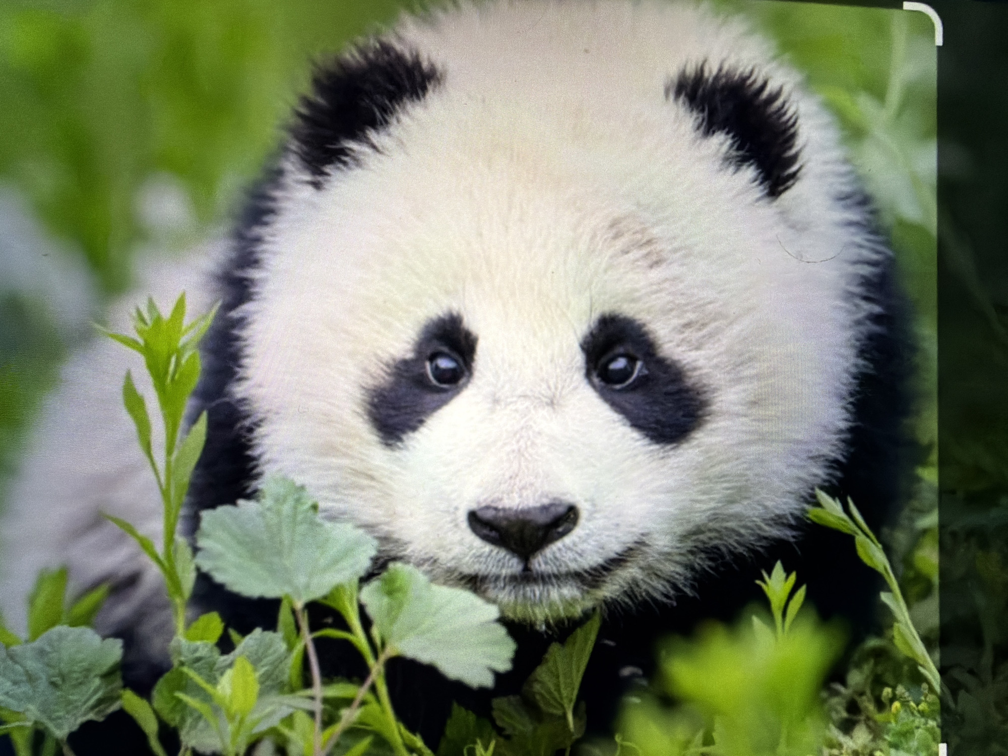 A close-up, medium shot captures a baby panda nestled amidst lush green foliage. The panda's face is the central focus, with its distinctive black eye patches, black ears, and white fur clearly visible. Its dark eyes gaze directly at the viewer. The surrounding environment is dominated by vibrant green leaves and stalks, suggesting a natural habitat or a carefully curated enclosure. The image appears to be a photograph, likely taken outdoors. There are no people or overt human activity depicted. The context of Falenty Nowe, Poland, is not visually present in the image itself.