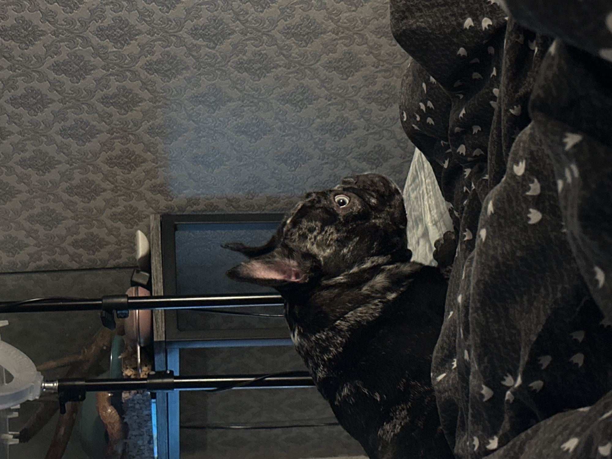 A brindle French Bulldog lies on a bed in an indoor setting, identified as being within Rostov-on-Don, Russia. The dog, predominantly dark with lighter brindle markings, is positioned on a light-colored sheet, partially covered by a dark grey blanket featuring small white duck or paw print patterns. Its head is turned towards the right of the frame, with both ears erect and prominent light-colored eyes gazing intently to the right. The background consists of a wall covered in grey wallpaper with a repeating damask pattern. To the left, a dark-colored shelf unit is visible, holding multiple items including a clear container (possibly a terrarium or aquarium) containing organic material such as wood branches, a light blue bowl, a pink bowl, and a white dish. A distinct blue light emanates from the lower section of this container. Two black metal poles, likely parts of lighting equipment stands, vertically frame the shelf unit, with a translucent, white curved object attached to the top of the left pole. The scene is dimly lit, suggesting an interior space during low light conditions.