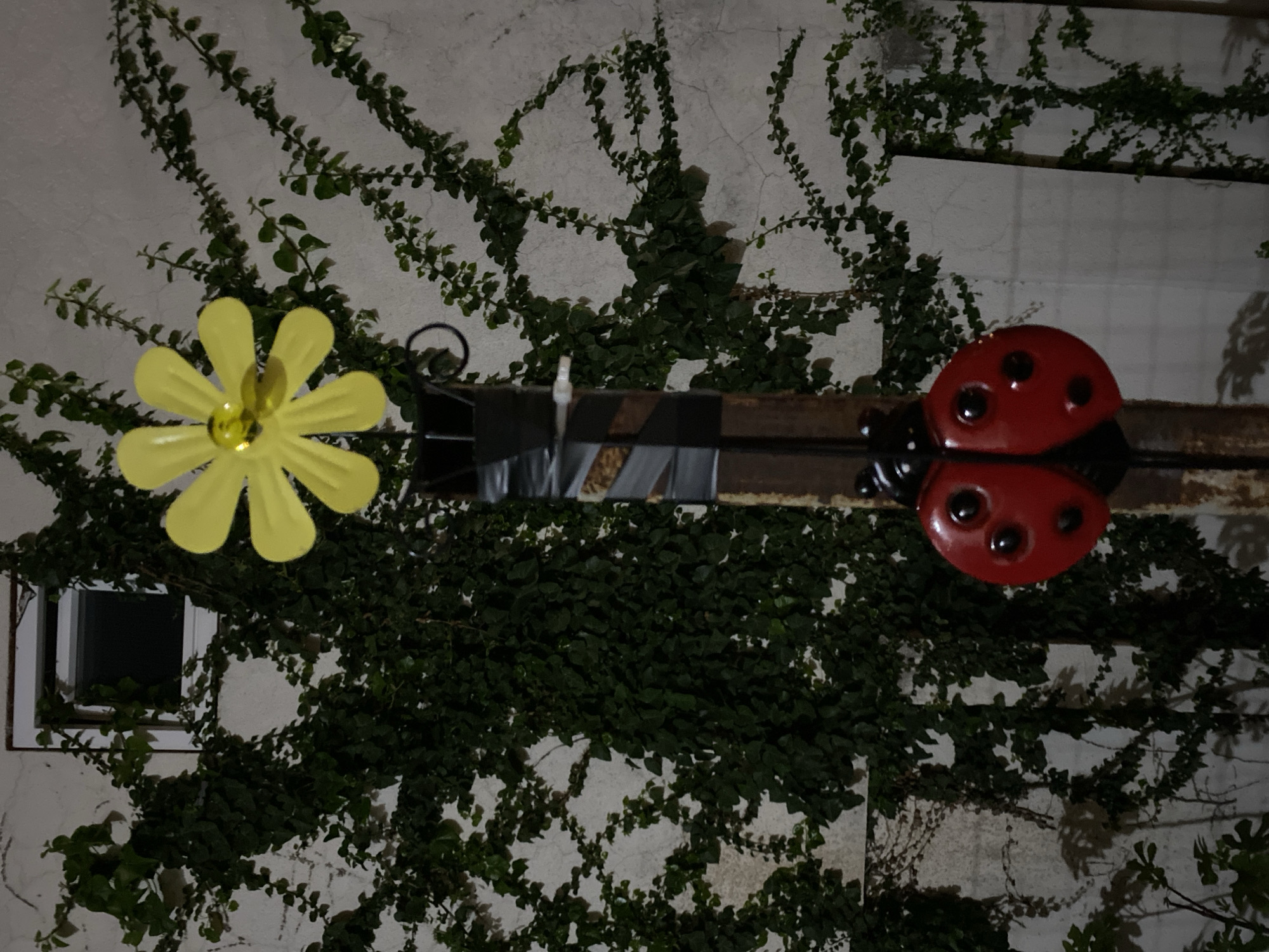 The image depicts a wall covered in vines, with a yellow flower and a red ladybug decoration attached to a horizontal metal bar. The metal bar is secured to the wall with gray tape. A small window is visible on the left side of the frame. The scene suggests an outdoor setting, possibly a garden or a building exterior. Without further information, I cannot determine if the location is in Budva, Montenegro.