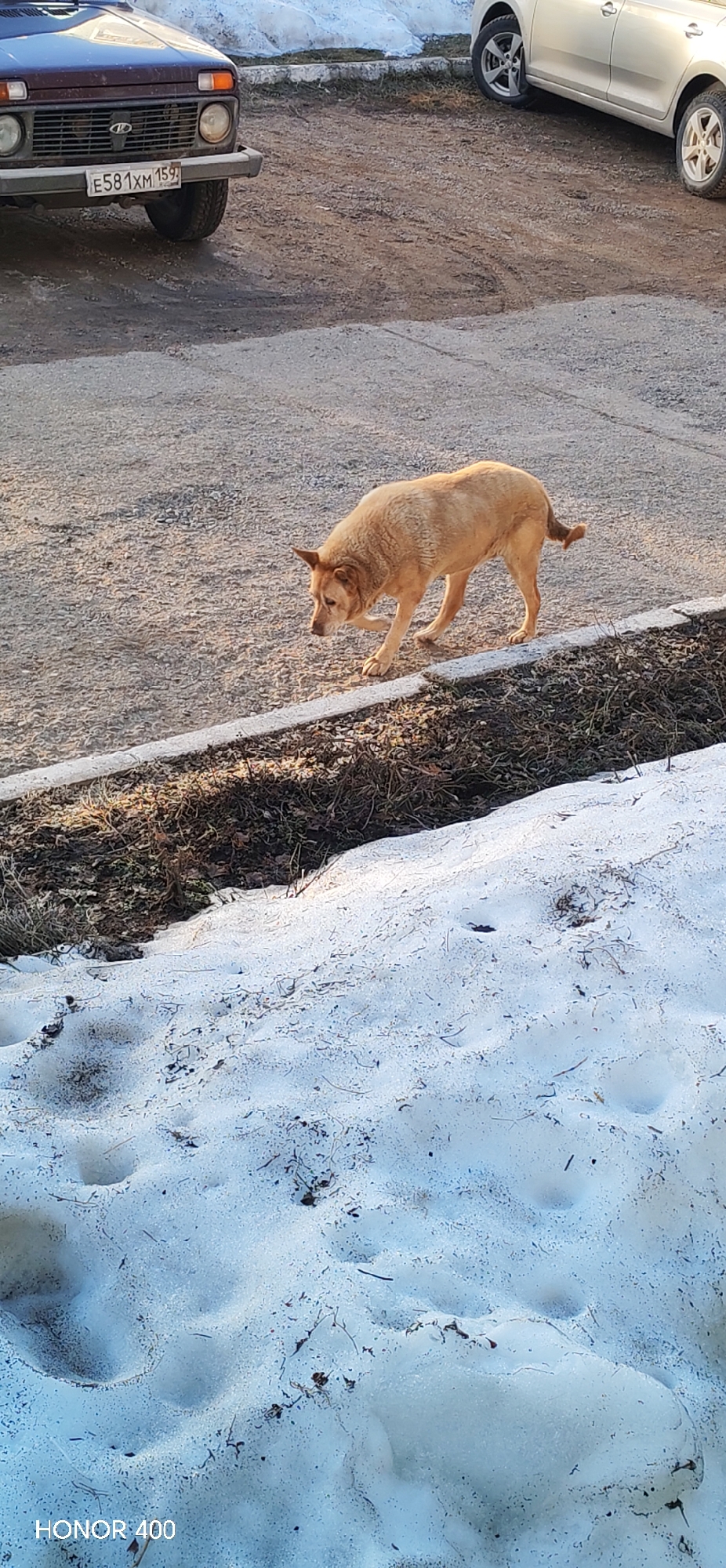 A medium, golden-colored dog is walking on a concrete sidewalk in Noviy, Russia. The dog is in the center of the frame and is heading from left to right. Patches of snow are visible on the ground near the sidewalk. A dark blue vehicle is on the left of the frame, with its license plate reading "E581XM 159". Another light-colored vehicle is partially visible on the upper right of the frame. The bottom left of the frame has the text "HONOR 400".