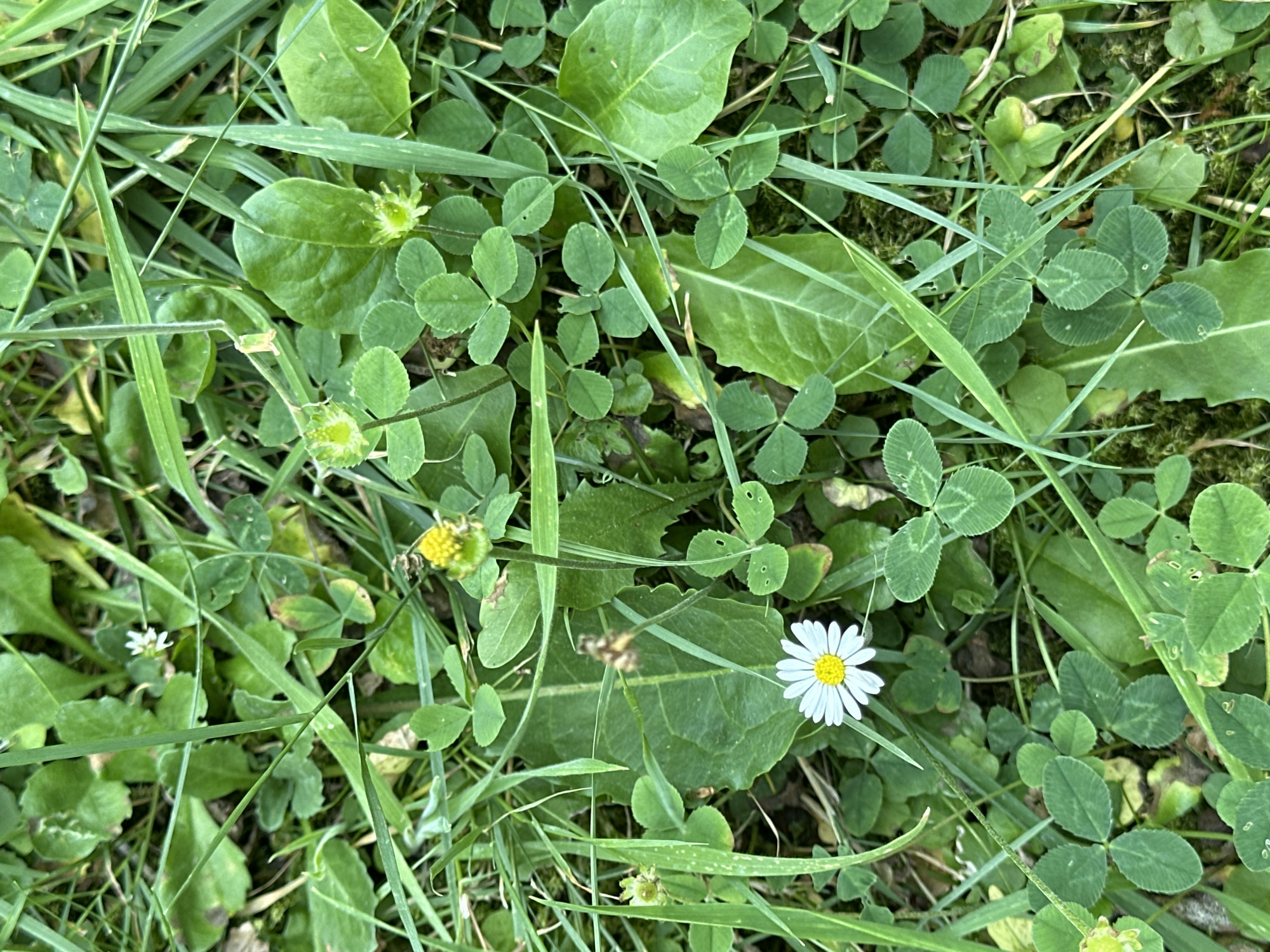 A close-up, overhead shot captures a patch of ground in Krefeld, Germany, densely covered in lush green grass and clover. A single daisy with white petals and a yellow center is prominently displayed in the lower left quadrant. Several unopened flower buds, some with small yellow centers, are scattered throughout the scene. A bee can be seen near one of the buds, suggesting pollination activity. The overall environment is natural and outdoors, with a focus on the intricate details of the vegetation.