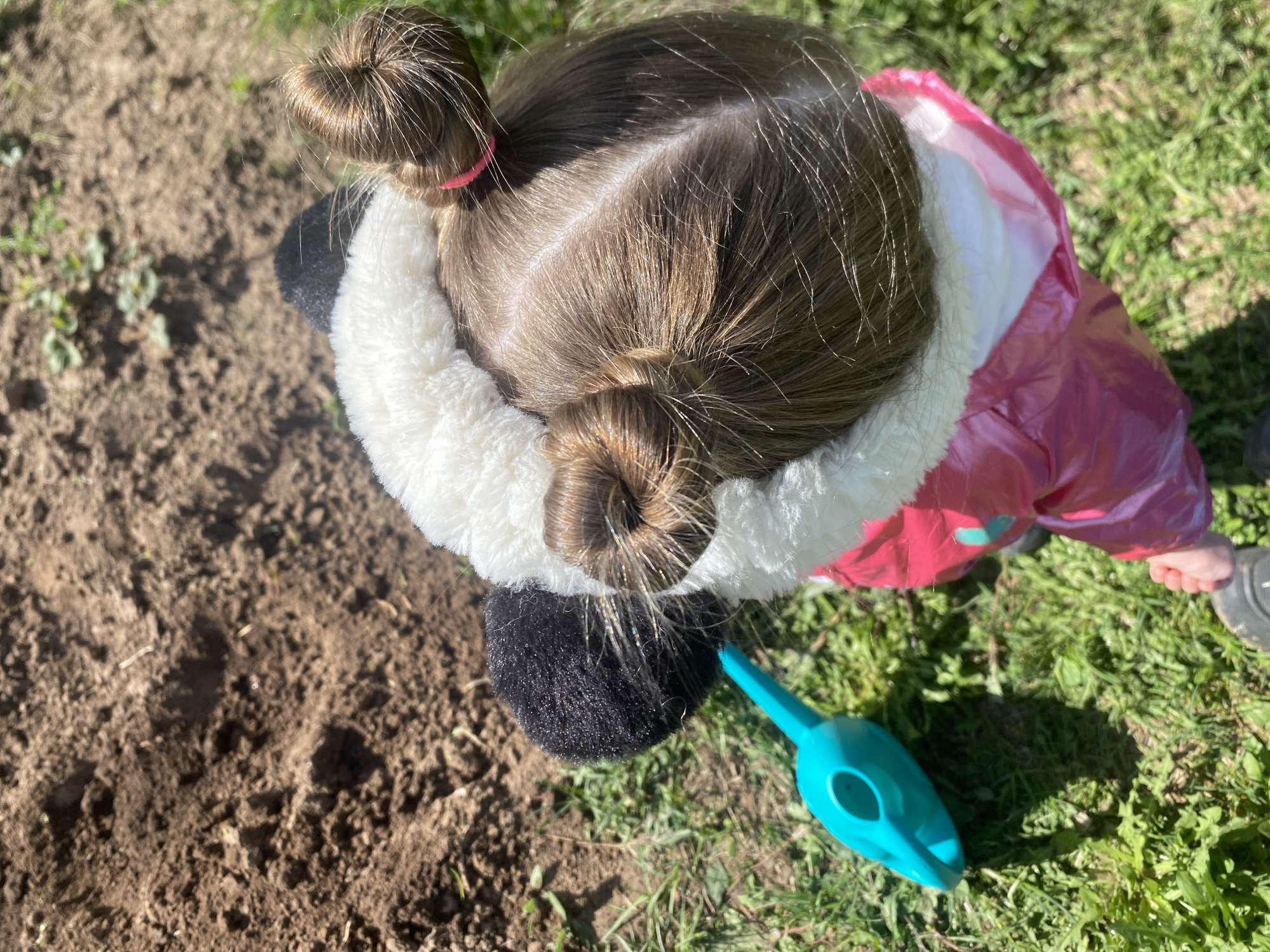 A high-angle shot shows a young girl with brown hair styled in two pigtail buns, secured with pink bands. She is wearing a pink jacket with a white fur-lined hood. She is standing in a space with dirt and grass, and a small blue watering can is next to her. The photograph does not provide any information that could specify the location as Фоки, Russia.