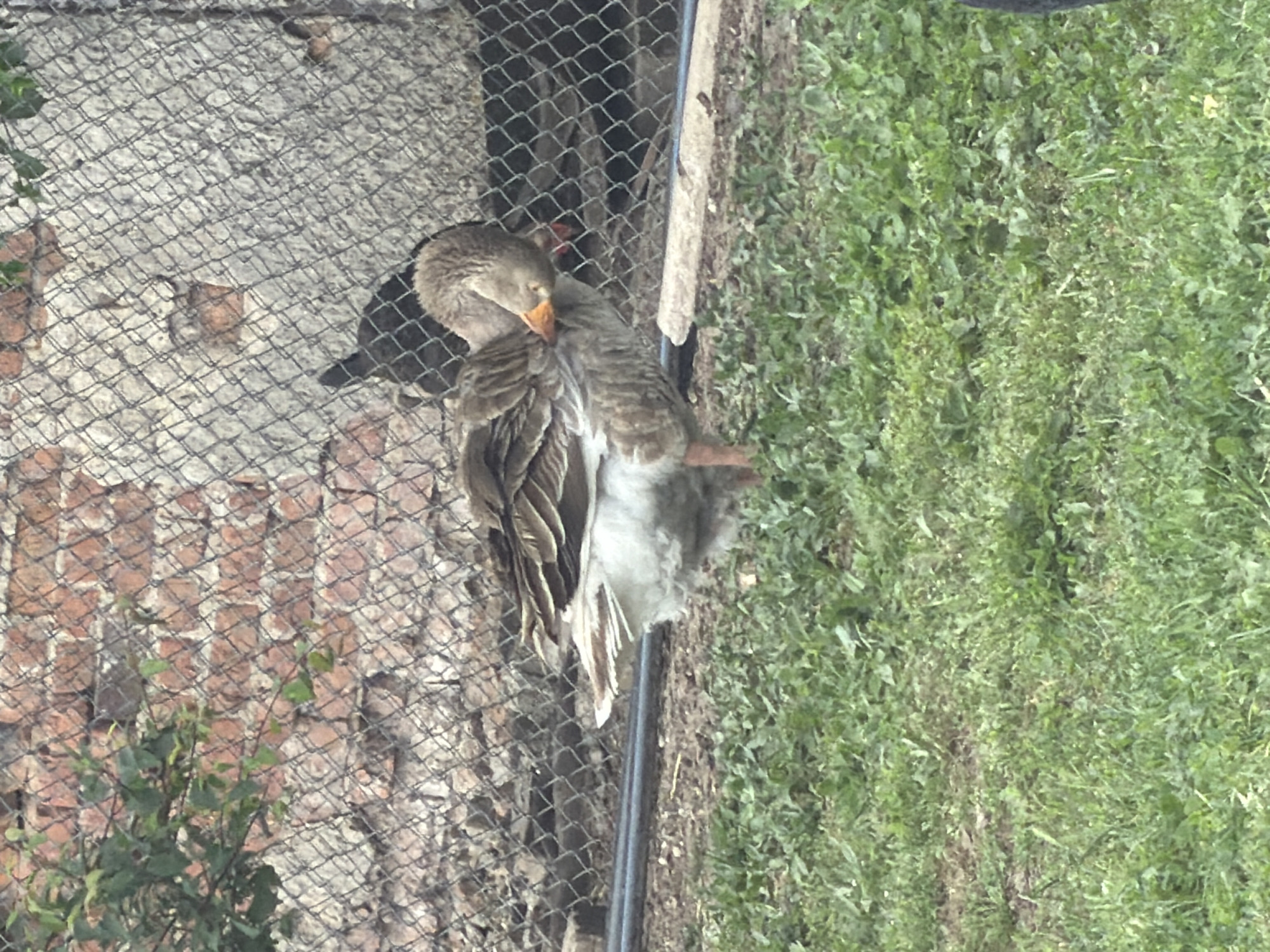 In Chervena Voda, Bulgaria, a domestic goose with brown and white plumage is standing on a patch of grass near a chain-link fence. The goose is facing left, with its head turned and beak touching its wing feathers, appearing to be preening. Behind the goose, a dark-colored bird, possibly another goose or a chicken, is partially visible through the fence. The fence runs horizontally across the background, behind which are a brick wall and a rough concrete surface. The ground in front of the fence is covered in green grass and dirt.