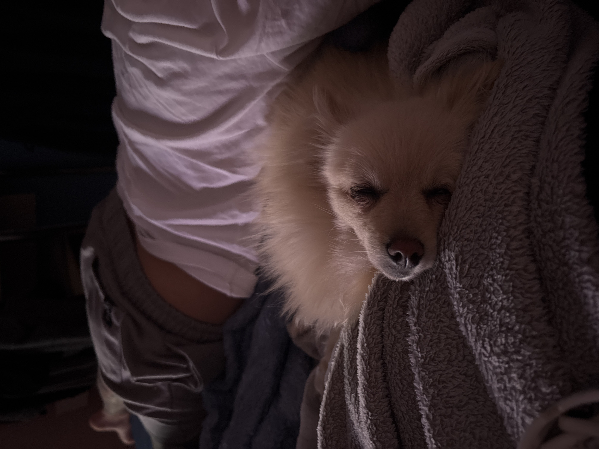 A tan-colored Pomeranian dog is nestled against a gray blanket. The dog's eyes are closed, suggesting it is sleeping or resting. A person, visible from the waist up, is wearing a white shirt and gray sweatpants. The environment is dimly lit. There is no information to support that the location is in the city of Sofia, Bulgaria.