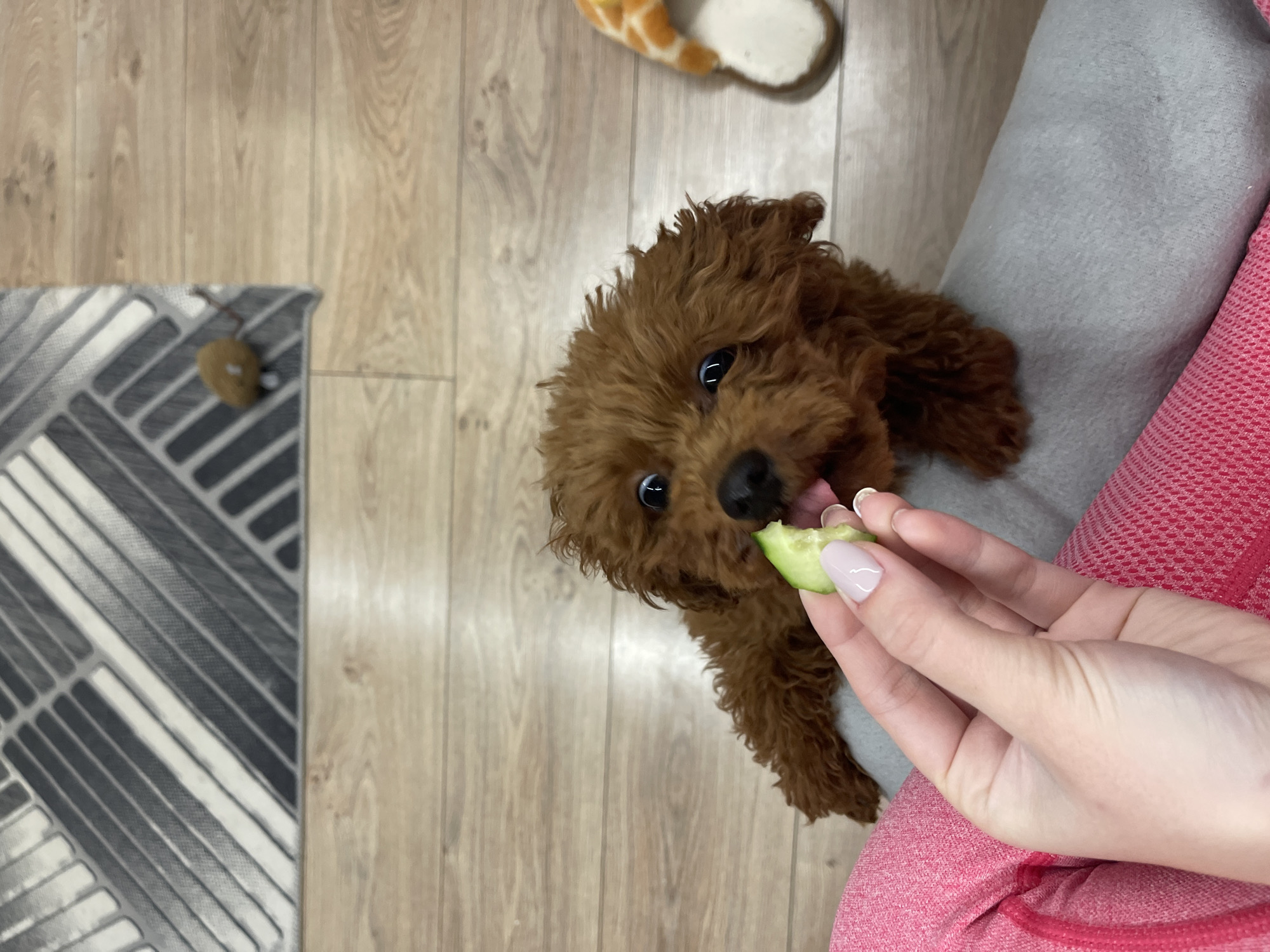 A medium shot captures a small, brown, curly-haired dog being hand-fed a piece of green vegetable indoors. The dog is positioned near a woman's hand, as she is holding a slice of a green vegetable, possibly cucumber, for the dog to eat. The dog's tongue is visible as it reaches for the food. The woman's hand has manicured nails with a light, pinkish hue.
The setting appears to be an interior space with a light-colored wood floor. A gray rug with geometric patterns is visible on the lower left. In the upper part of the frame, a stuffed animal resembling a giraffe slipper is partially visible. The woman is wearing a pink garment, and a gray cushion is placed next to her.
There are no identifiable landmarks to confirm that the image was taken in Sofia, Bulgaria.