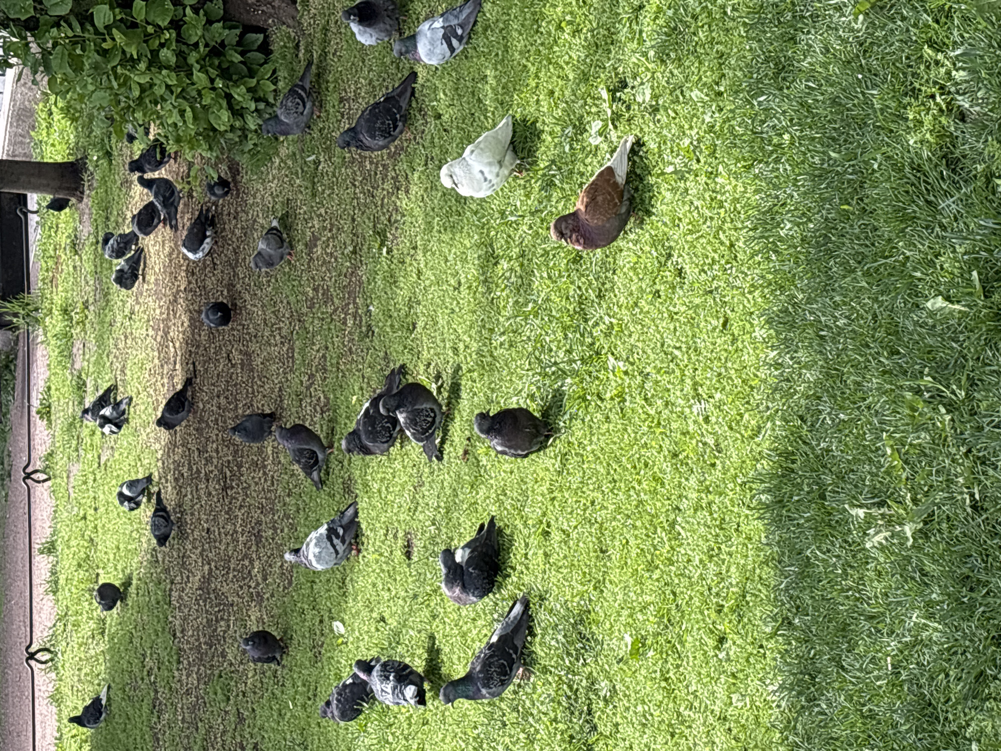 The image shows a grassy area with numerous pigeons scattered across it. The pigeons are of various colors, including gray, white, and brown. The grass is green and appears well-maintained. In the upper left corner, there is some foliage, possibly from a tree or bush, and a portion of a fence or barrier is visible. There are no people visible in the image. The location is Saint Petersburg, Russia.