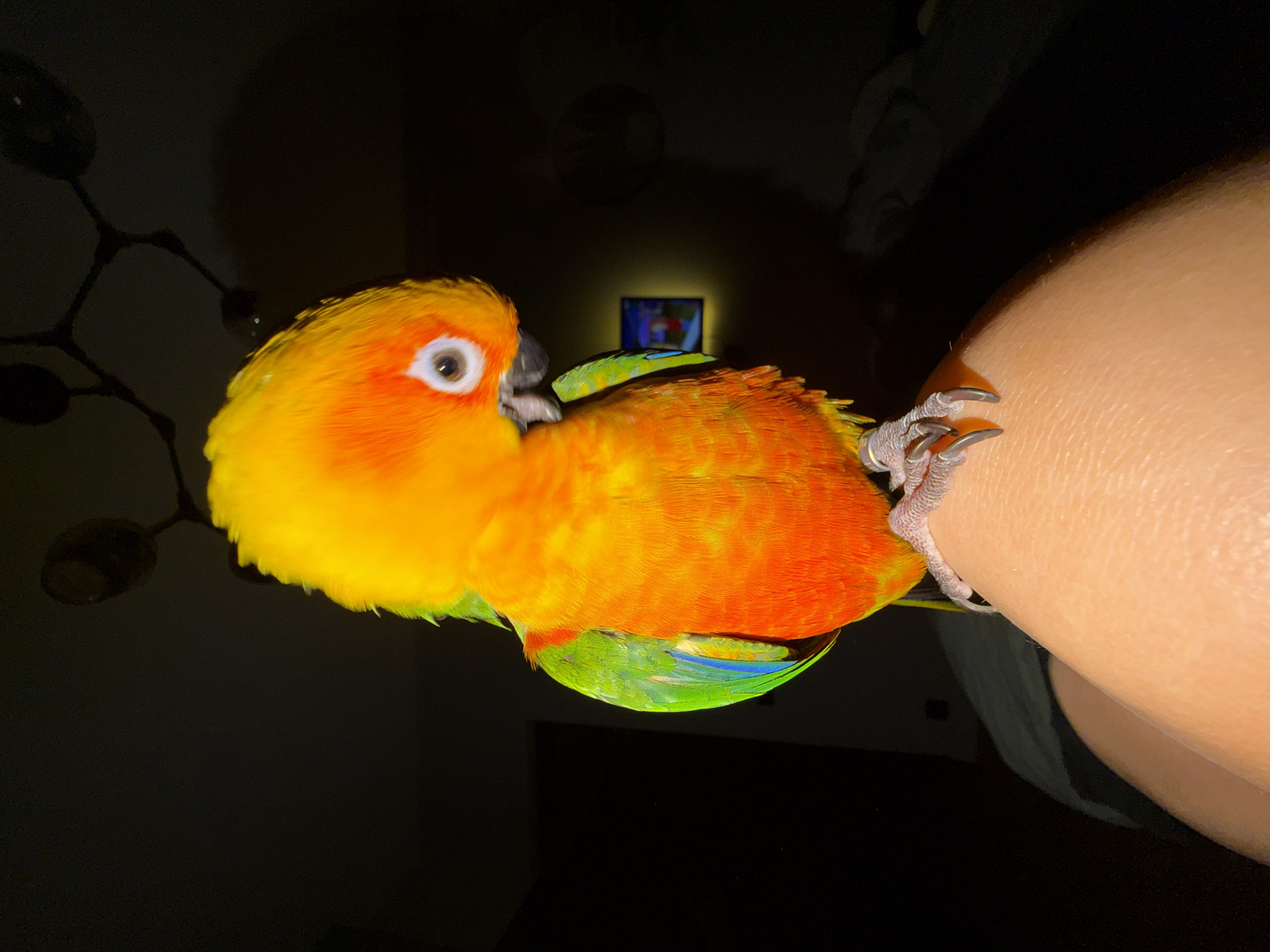 A close-up shot depicts a Sun Conure parrot perched on a person's arm. The bird has a vibrant yellow head and chest, transitioning into orange and red plumage on its back and wings. Its underside is green and blue, and its feet are light grey with sharp black claws gripping the arm. The person's arm is light-skinned. The background is dark, with a blurred light fixture visible on the left and a television screen faintly visible in the center of the frame. No evidence suggests the location to be Khimki, Russia.