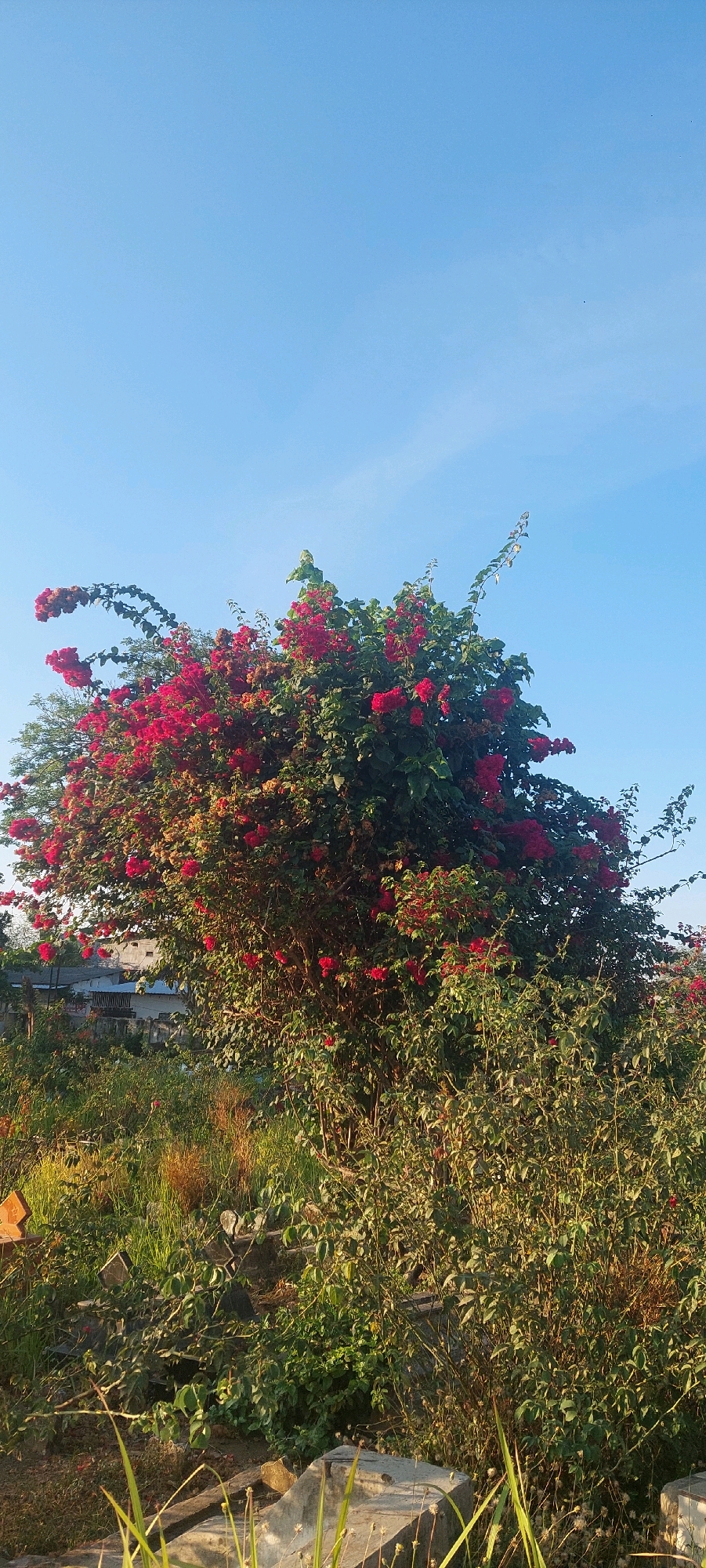 A vibrant bougainvillea tree with abundant pink and red flowers dominates the center of the frame, set against a clear, pale blue sky. The tree is in full bloom, with its leafy branches extending outward, some curving gracefully. In the background, to the left of the tree, are glimpses of buildings with white walls and corrugated roofs, suggesting a semi-urban or rural residential area. The foreground is filled with dense, green foliage and tall grasses, some of which are dry and brown, indicating a natural or unkempt garden setting. Scattered amongst the lower vegetation are various concrete structures, appearing to be part of a low wall or foundation, some of which are partially covered by plants. The lighting suggests it is daytime, likely morning or late afternoon, given the soft sunlight illuminating the scene. The overall impression is a tranquil, sun-drenched outdoor environment.