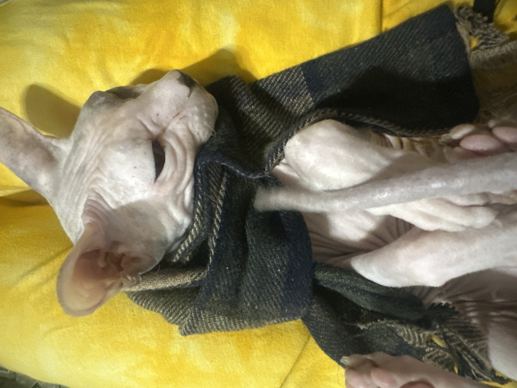 The image shows a Sphynx cat lying on its back on a yellow textured surface, possibly a blanket or cushion. The cat is wearing a dark-colored plaid scarf with a fringed edge. The cat's fur is light pink, and its skin is wrinkled, particularly around its head and neck. Its ears are large and prominent. The cat's eyes are partially closed, giving it a relaxed or sleepy appearance. Its legs are splayed out, and its paws are visible. The overall impression is one of comfort and warmth, with the cat nestled in the soft yellow material and wrapped in the scarf. The lighting suggests an indoor setting, possibly during the day. No text is visible in the image. The location context of Togliatti, Russia is not discernible from the visual elements of the image itself.