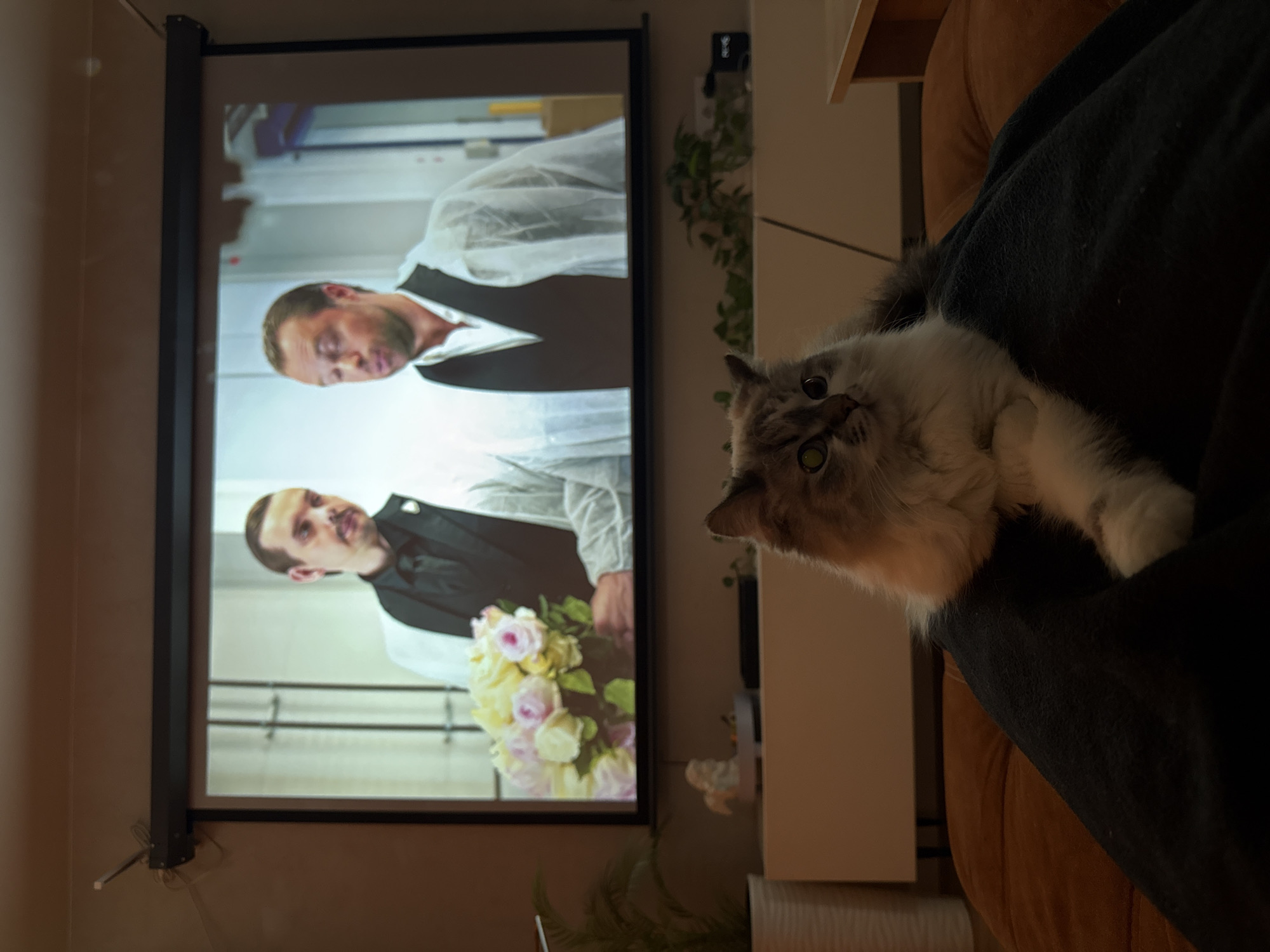 The image shows a domestic interior. A cat with gray and white fur and bright green eyes is perched on someone's lap, looking up towards the camera. Behind the cat is a projection screen displaying a scene featuring two men in formal attire, one holding a bouquet of flowers. The men appear to be indoors, possibly in a wedding scene. The background is a light-colored wall and part of a window. The person whose lap the cat is on is covered with a black blanket. Parts of a brown couch and some shelving units are visible on the periphery. There's no evidence of Rostov-on-Don, Russia, or any specific location.