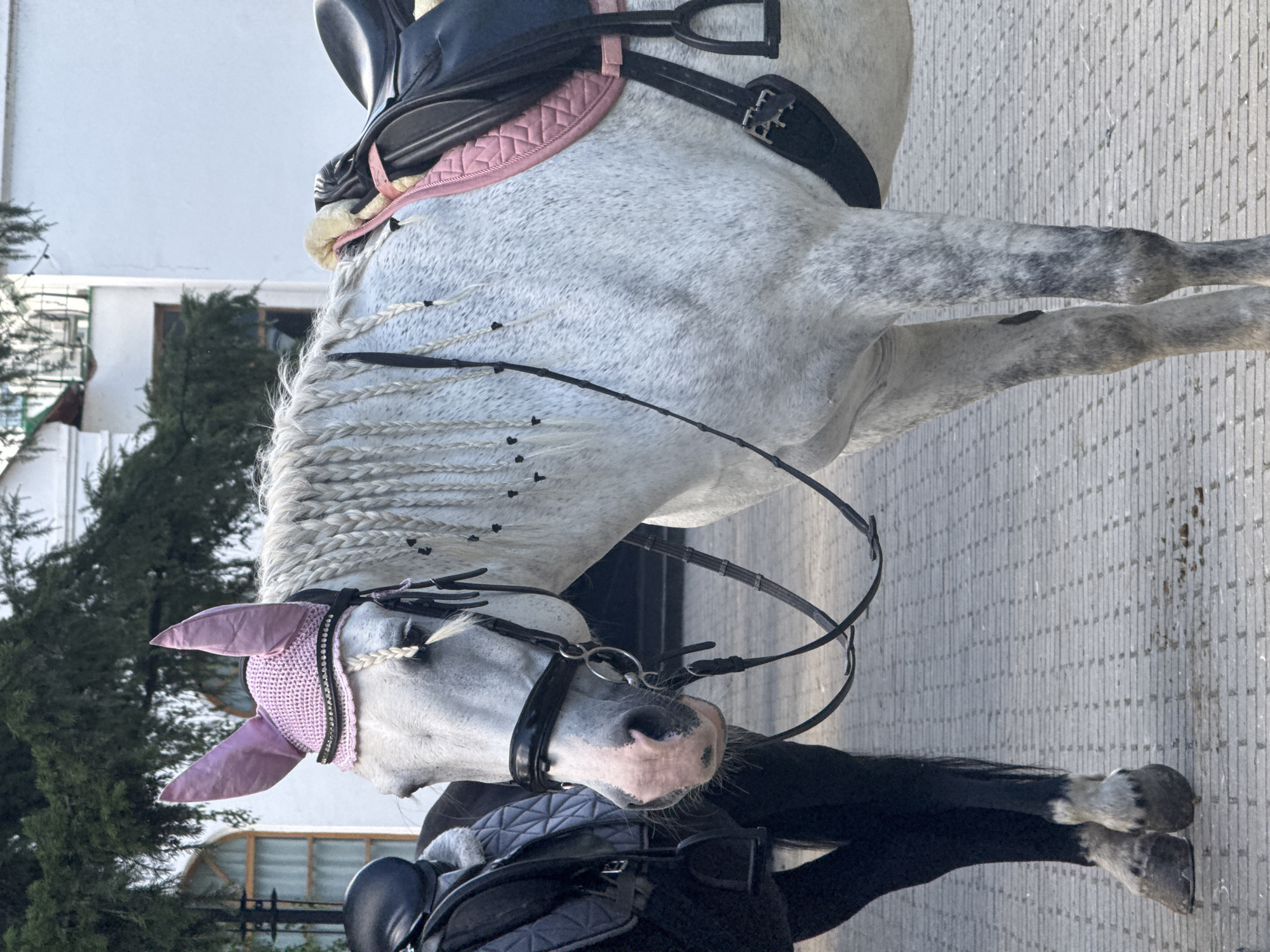 The image shows a dappled grey horse from the side, standing on a paved surface. The horse is wearing a saddle, bridle, and a pink fly bonnet with ear covers. The mane is braided, with small black bows tied into the braids. The horse has a black saddle pad with a pink trim underneath the saddle. The background features some greenery and a white building. The lighting suggests it is daytime, possibly late afternoon given the shadows. The image is taken from a slightly low angle, looking up at the horse. There is no visible text in the image. The scene appears to be an outdoor equestrian setting, perhaps a stable yard or a show preparation area. The horse's tack suggests it is ready for riding or competition. The overall impression is one of a well-groomed and prepared animal.