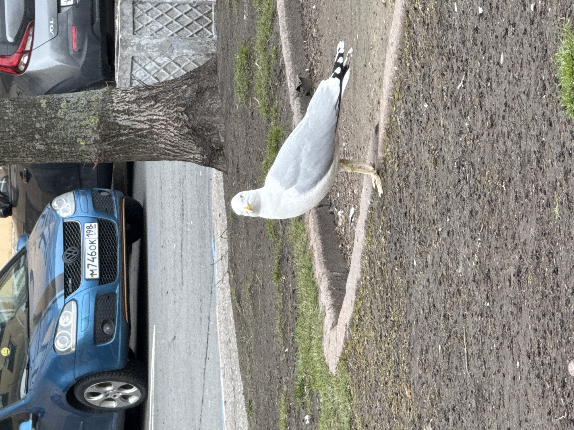 The image, when viewed upright, depicts an outdoor scene in what appears to be an urban or suburban environment, likely Saint Petersburg, Russia.
The primary subject is a medium-sized seagull, standing prominently on a patch of dirt and sparse grass, next to a light-colored paved edge. The bird has a white body, grey back, and black wingtips adorned with white spots. Its beak is yellow, and its legs are also yellow. The seagull appears alert, with its head slightly turned towards the viewer.
To the left of the seagull, a tree trunk with textured bark rises from the ground. Behind the tree and further to the left, two cars are parked. The front of a blue Volkswagen car is visible, featuring a black grille and distinctive headlights. Its Russian license plate, "M 746 OK 198", is clearly readable, with "RUSSIA" also visible in smaller text. The "198" region code confirms the location as Saint Petersburg. Partially visible behind the blue Volkswagen is the rear of a grey car, where the letters "sou" are discernible, indicating it is likely a Kia Soul.
The ground around the seagull and tree is a mix of dark earth and patches of light green grass, with a distinct paved edge running along the dirt area. The lighting suggests it is daytime, with soft, diffused light, possibly indicating an overcast sky. The overall scene captures a moment of nature coexisting with an urban backdrop.