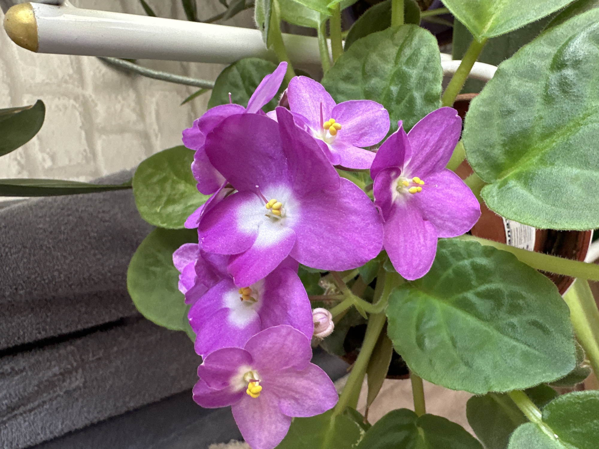 A close-up photograph displays a blooming African Violet plant within an indoor setting. The plant features multiple clusters of vibrantly colored flowers, predominantly a rich magenta or fuchsia purple. Many of these five-petaled flowers exhibit a distinct white or pale yellow center, from which bright yellow stamens protrude. At least six open flowers are prominent, alongside one small, pale pink flower bud. The plant's foliage consists of numerous dark green, oval-shaped leaves, characterized by a textured, fuzzy surface and discernible vein patterns. The upper rim of a brown pot is visible at the bottom of the frame, partially obscured by the leaves, and a portion of a white label is present on its side. The background to the left is a dark grey, vertically folded, textured fabric. To the right, a segment of a white brick wall is visible, adjacent to a white cylindrical pole topped with a golden finial. Other blurred green leaves are present in the distant background. The lighting is even and soft, illuminating the plant without harsh shadows. The specific location in the city of Unknown, Unknown, cannot be determined from this image.