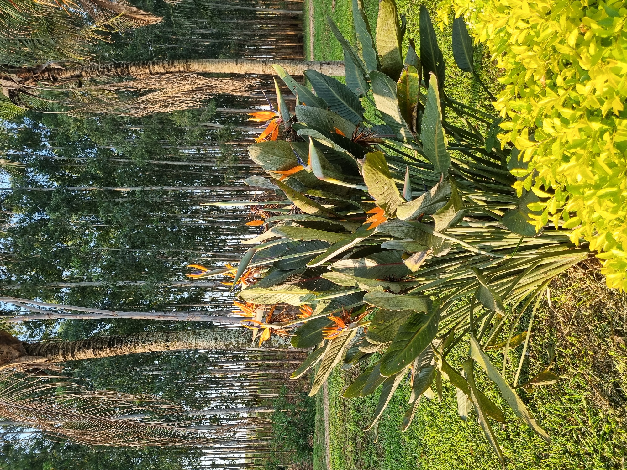 The image depicts a Bird of Paradise plant in bloom, situated in a grassy area with a backdrop of a dense forest of tall, slender trees, likely eucalyptus. Two palm trees are partially visible on either side of the frame. In the foreground, a dense, bright yellow-green shrub occupies the lower right corner. The scene is bathed in warm, natural light, suggesting it was captured during sunrise or sunset. The location is identified as Laranjal Paulista, Brazil.