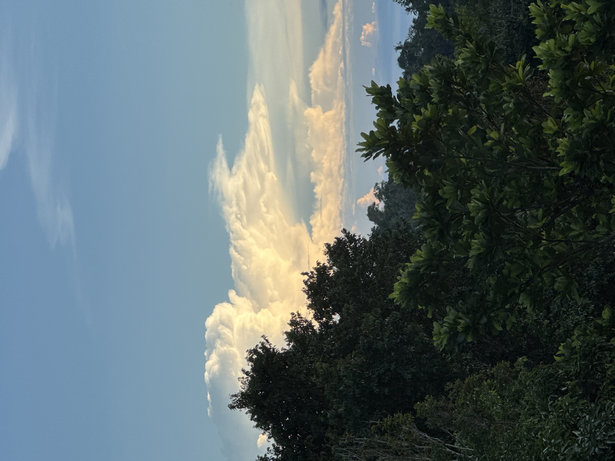 The image depicts a panoramic view of lush green foliage in the foreground, with dense trees obscuring much of the lower half of the frame. These trees appear to be native to a tropical environment. Behind the dense foliage, the middle ground reveals a rolling landscape of more trees and vegetation, hinting at hills or uneven terrain. The background is dominated by a vast expanse of the sky, characterized by a clear blue hue at the top, transitioning to lighter shades near the horizon. Prominent cumulus clouds, illuminated by warm light, are a significant feature in the sky, suggesting either early morning or late afternoon. The overall impression is one of a natural, verdant landscape, possibly overlooking a rural or undeveloped area within Koh Phangan, Thailand.