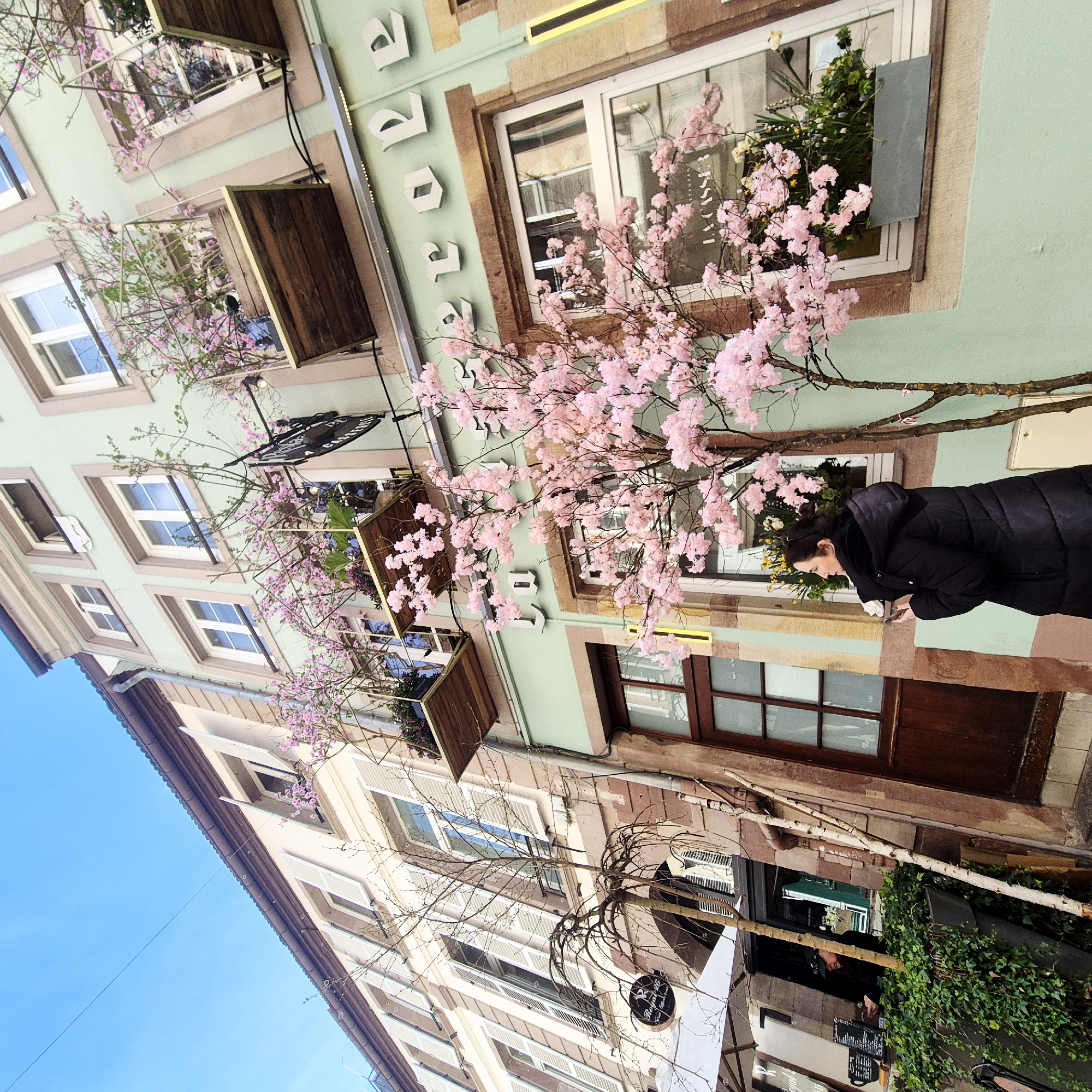 An eye-level, long-distance shot shows a street in Strasbourg, France. Buildings in the shot are multi-storied and constructed with exposed brick and plaster walls. Light aqua walls, dark brown wooden doors, and white-framed windows characterize the scene. Pink-blossomed trees or branches are attached to the building and in front of the building. A woman in a black puffy coat stands to the right side of the frame, looking at her phone. A business sign is to the bottom of the frame on the bottom right. The sky above is bright blue.
