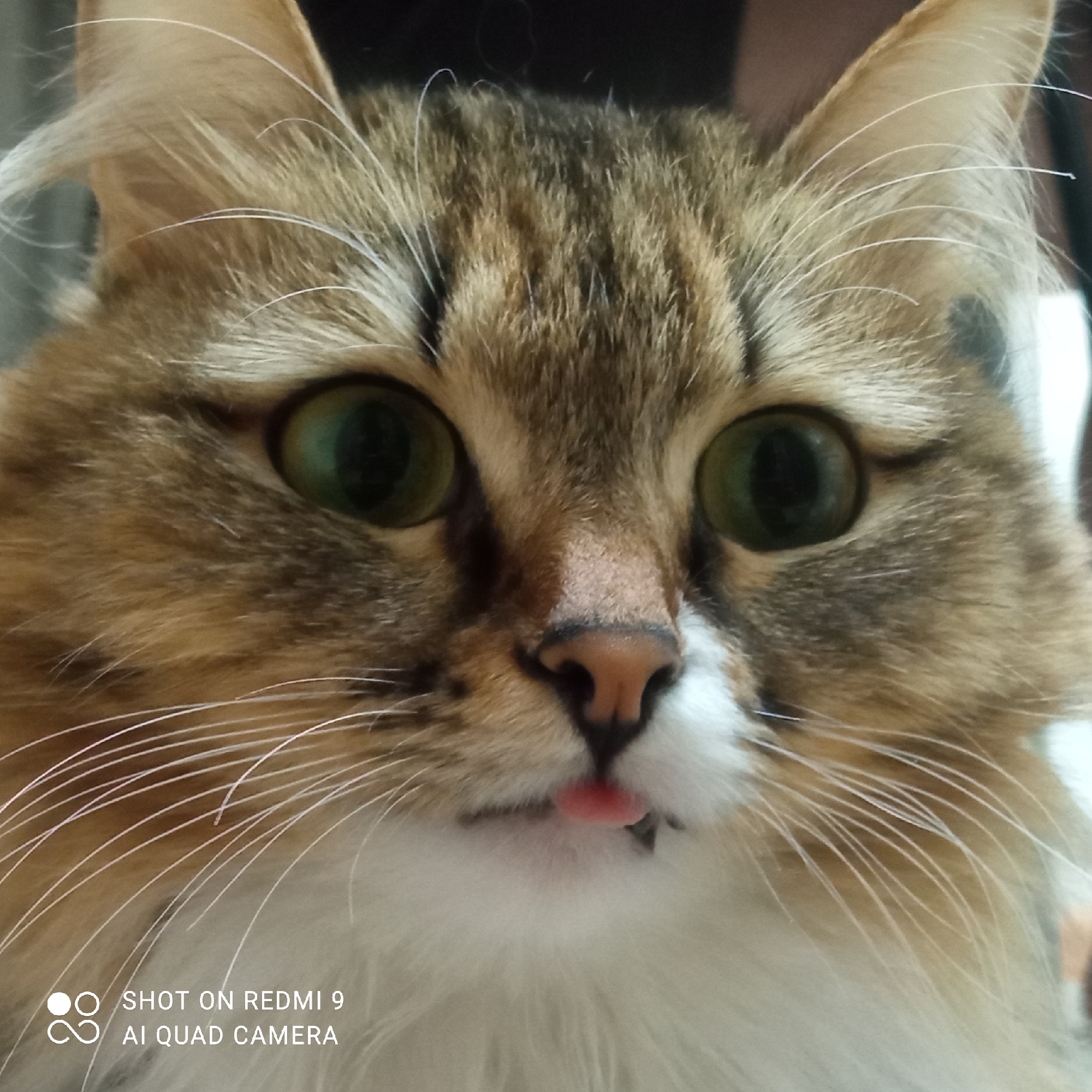 This detailed image, contextually located in the city of Chaikovsky, Russia, presents a close-up, headshot view of a domestic cat. The cat exhibits a tabby pattern with shades of brown, black, and tan fur on its forehead, ears, and around its eyes, transitioning to prominent white fur on its muzzle, chin, and chest area. Its eyes are wide open, featuring large, dilated dark pupils surrounded by vibrant green irises. The nose is small and pink. The cat's mouth is slightly ajar, revealing a small, pink tongue extended in a 'blep' gesture, with one visible lower canine tooth on the right side of the frame. Numerous long, white whiskers protrude from either side of its muzzle. The ears are pointed and covered with fur, displaying long white tufts within their inner folds. The background is shallowly focused and indistinct, suggesting an indoor setting with varying dark and light ambient illumination. No human figures or interactions are depicted. A white digital watermark reading 'SHOT ON REDMI 9 AI QUAD CAMERA' is present in the lower-left corner of the image.