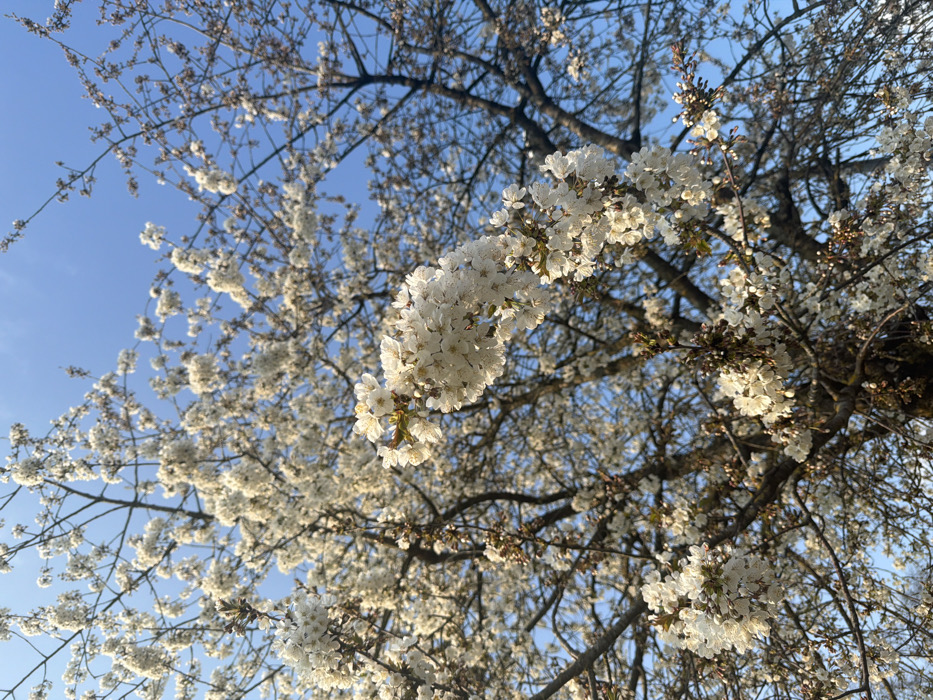 A tree with abundant white blossoms is depicted against a clear, light blue sky. Clusters of small, white flowers are visible across numerous branches, with some branches in the background appearing less densely covered or bare. The sky occupies the upper portion of the frame, free of clouds. Sunlight illuminates the blossoms, suggesting daylight conditions. No individuals or man-made structures are discernible within the frame. The scene is located in the city of Toul, France.