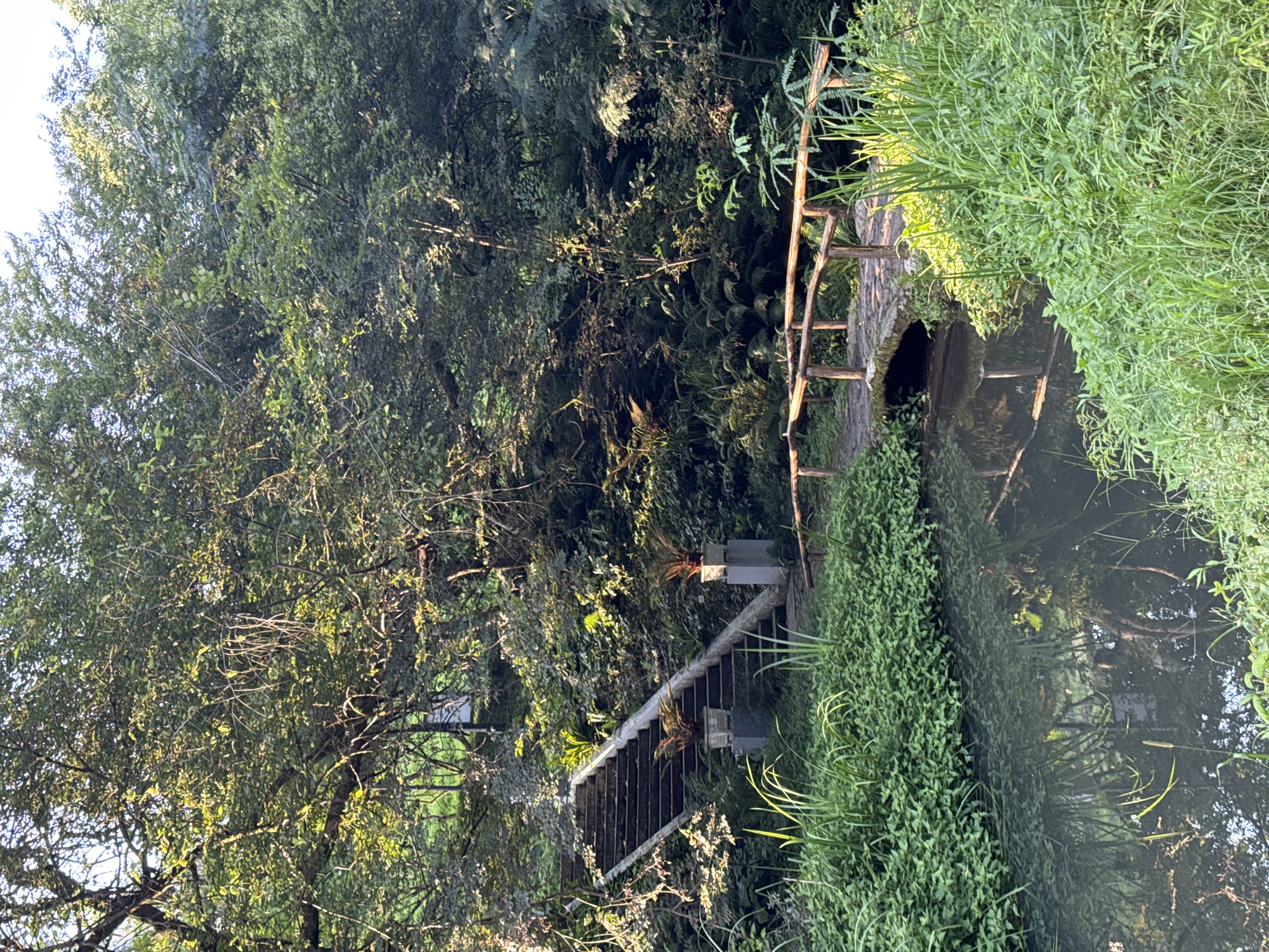 The image depicts a tranquil natural scene within the Batumi Botanical Garden in Batumi, Georgia. A stone bridge with rustic wooden railings spans a narrow, reflective body of water. Lush green vegetation, including tall grasses and various plants, lines the banks of the water and surrounds the bridge and a set of concrete stairs leading up a verdant slope. The stairs are flanked by two planters containing ornamental ferns, and the scene is dappled with sunlight filtering through the dense canopy of trees overhead. The overall atmosphere is one of serene natural beauty, suggesting a well-maintained garden environment. There are no people or animals visible in the image.