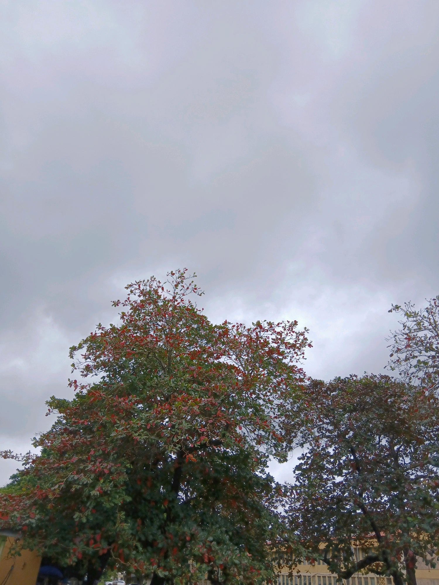 The image shows a view of trees against a cloudy sky in Ibadan, Nigeria. In the foreground, there are several trees with green and reddish leaves. The tree on the left is predominantly green with some reddish leaves scattered throughout, while the tree on the right has darker green and reddish-brown leaves. The sky is overcast with thick, grey clouds. In the lower part of the image, there is a hint of buildings and possibly a street with a yellow-colored structure on the left and a row of light-colored buildings with windows in the background. There are no people clearly visible in the frame. The overall impression is of an outdoor scene in a somewhat muted light due to the cloudy weather.