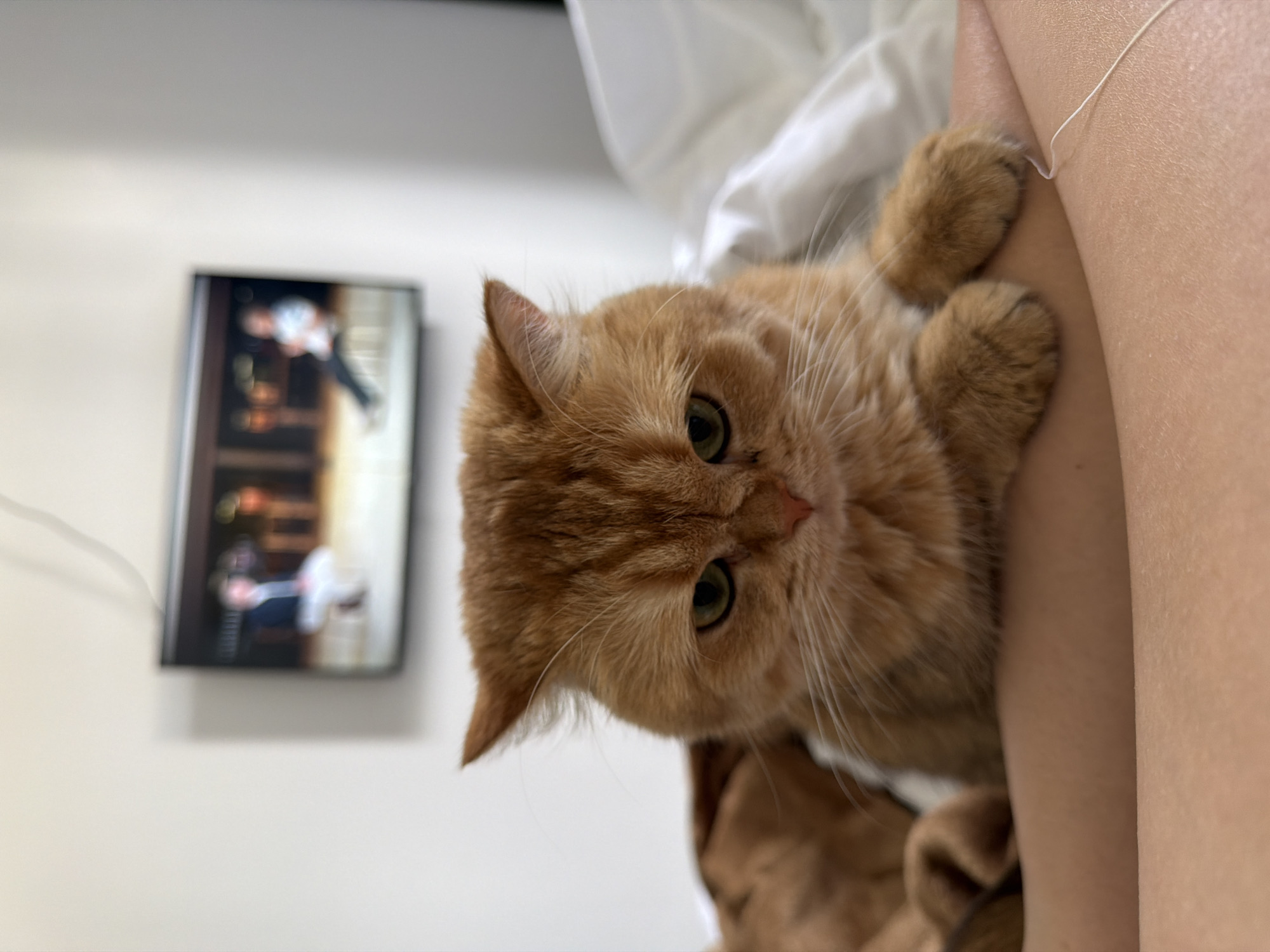 A domestic short-haired cat with orange fur and green eyes is resting on a person's leg. The cat is in the foreground, looking directly at the camera with a slightly grumpy expression. Its paws are resting on the person's thigh. In the background, a television screen displays a blurry image of people. The scene appears to be indoors, likely in a bedroom, given the presence of bedding. The location is not specified in Đà Nẵng, Vietnam.