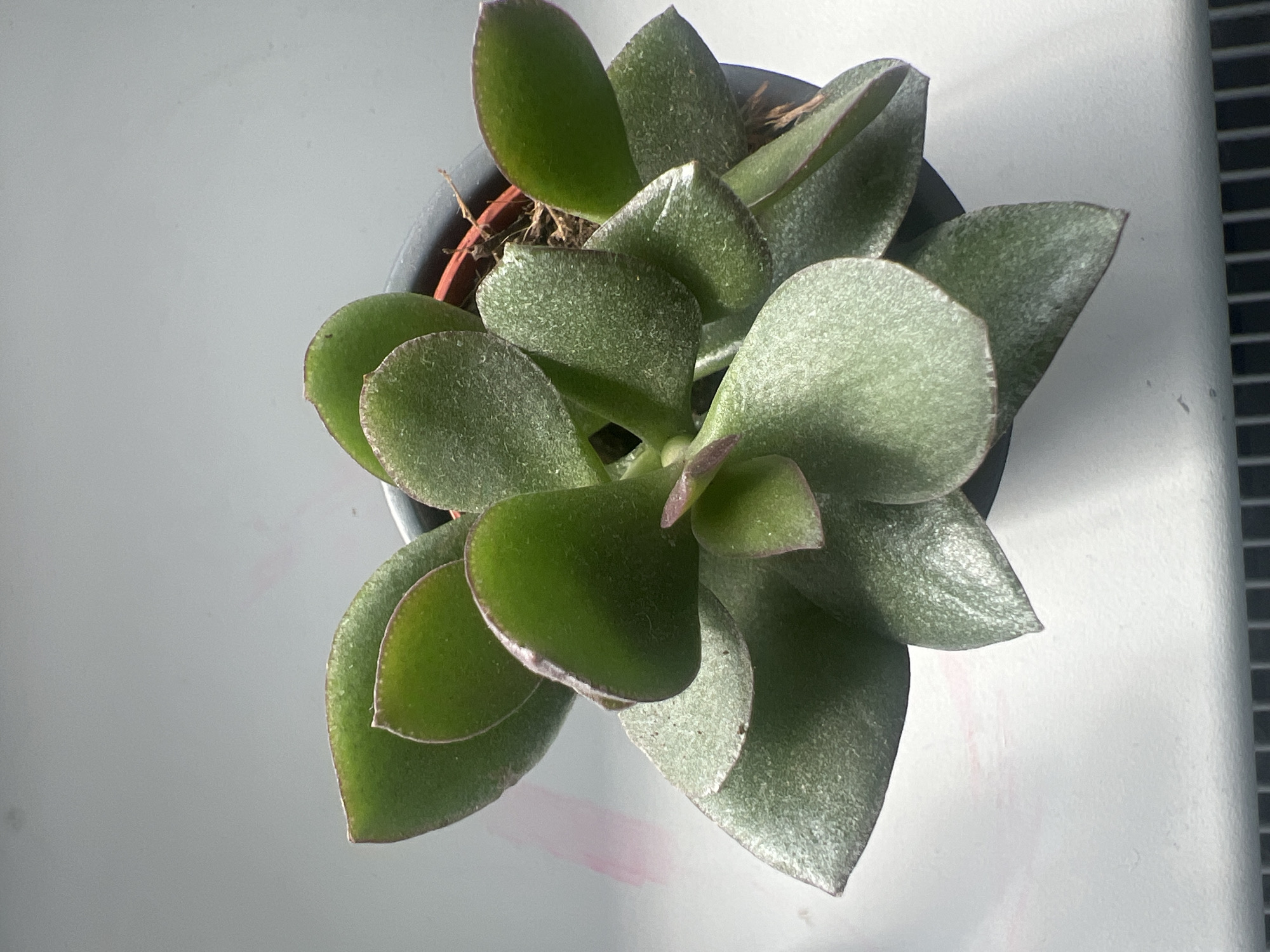 An overhead shot shows a succulent plant in a dark gray pot. The plant has thick, fleshy, oval-shaped leaves that are a deep green color with reddish-purple edges. The leaves are arranged in a rosette pattern, with new growth emerging from the center. The pot is sitting on a white surface, which appears to be a windowsill. There is a hint of a radiator or vent below the windowsill. The background is a plain, light gray wall. The lighting is bright, casting subtle shadows from the leaves. There are no people or animals visible in the image.