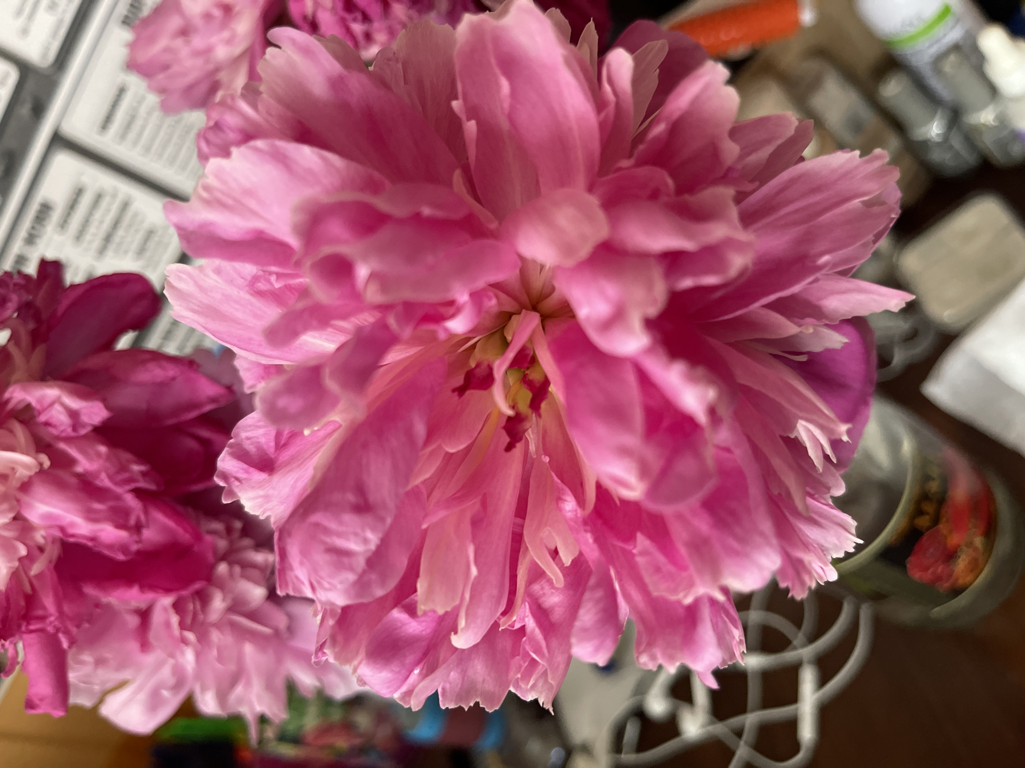 The image displays a close-up of bright pink peonies in a vase. The peonies are the primary subject, with their delicate petals filling the frame. The background is blurred but suggests an indoor setting with some objects that could be on a shelf or table, including what appears to be a newspaper or magazine in the upper right portion of the image. There are no people visible in the image, and no discernible actions or interactions are taking place. The image is a still life composition focusing on the floral subject. There is no information provided within the image itself that would indicate its location in Minsk, Belarus.