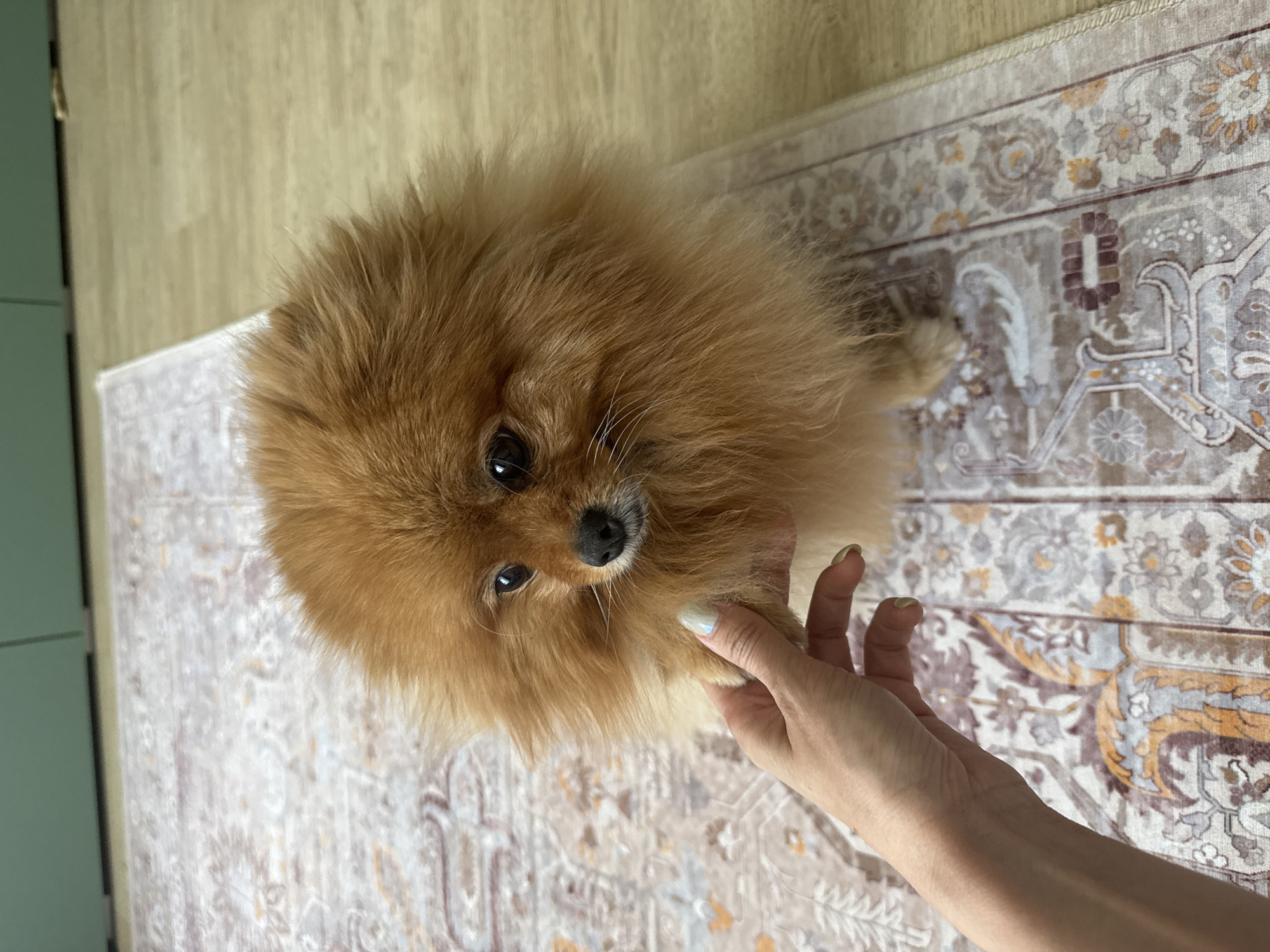 A Pomeranian dog with light brown fur is on a rug. A person's hand with light blue nail polish is petting the dog. The background consists of a wooden floor and a light green wall.