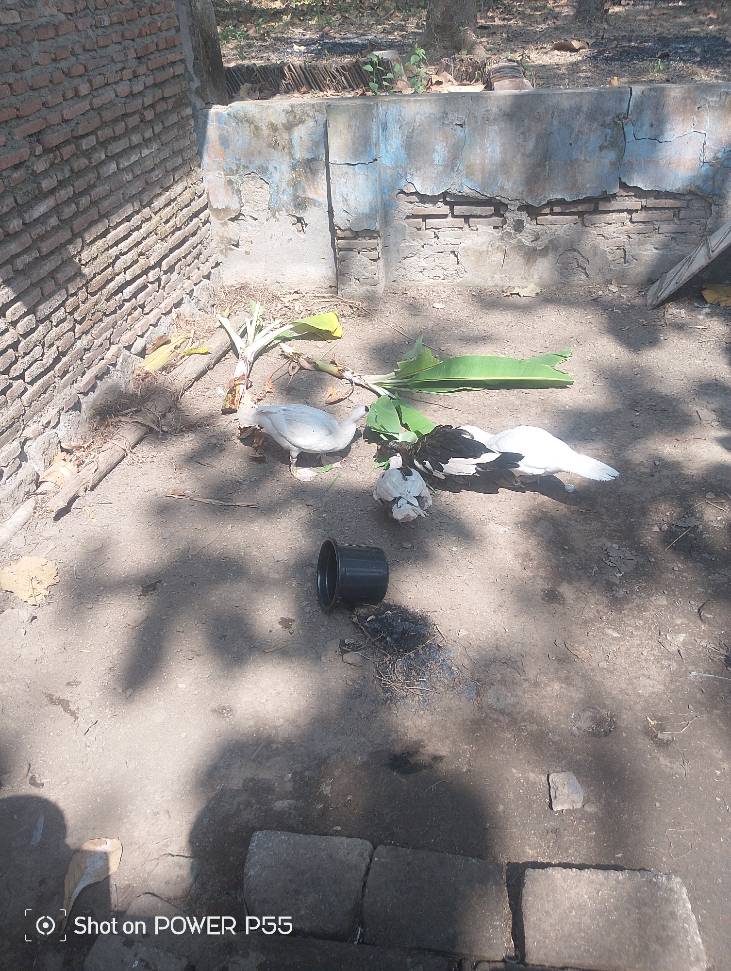 The image depicts an outdoor scene in Lebaksiu, Indonesia, likely a courtyard or farmyard. A weathered brick wall forms the left boundary of the scene, with a partially dilapidated concrete structure to the right, showing signs of decay and exposed brickwork. The ground is dirt and dust, with scattered dry leaves and plant debris.
The main subjects are three ducks. One is a light-colored duck standing near the center of the frame. To its right, a larger duck with black and white plumage is foraging or interacting with a smaller, fluffy duckling. Banana leaves and stalks are spread on the ground, possibly as food for the ducks or as remnants of recent vegetation. A black, hollow cylindrical object, possibly a pipe or bucket, lies on the ground near the ducks. Shadows cast by trees or structures suggest it is daytime. The overall impression is one of a rural or semi-rural environment.