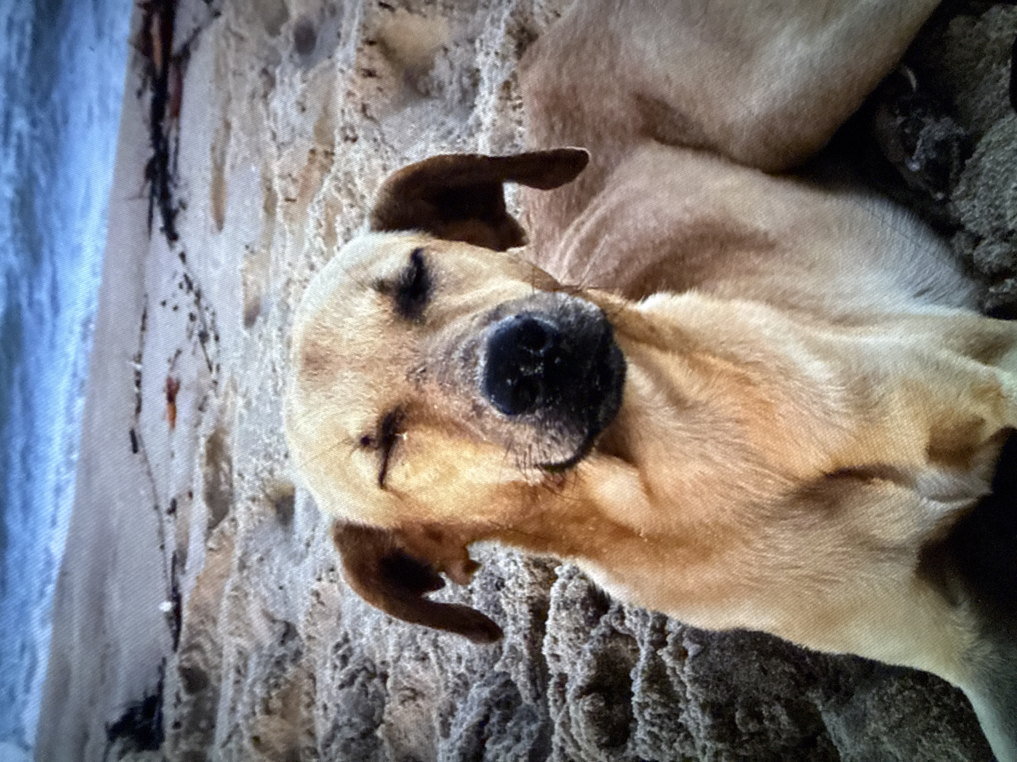 A medium-sized, light tan dog with dark brown ears and a black nose is sleeping on a sandy surface, potentially a beach. The dog is positioned with its head to the left, lying on its side. Some debris or organic matter is visible in the sand. The location is Unknown, Unknown.