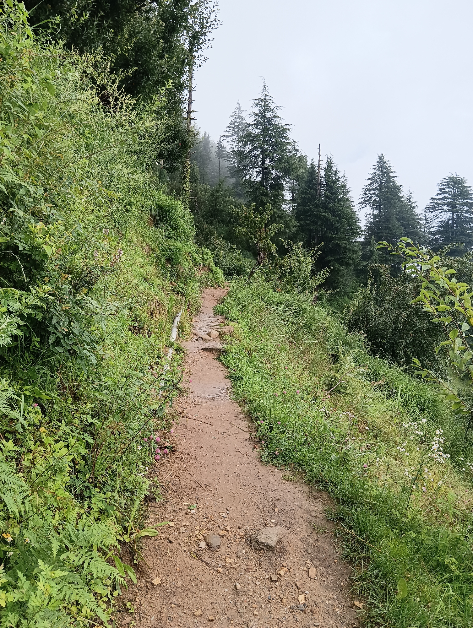 A narrow, muddy dirt path winds through a lush green mountain landscape. The path is lined with vibrant green vegetation, including ferns and tall grasses. In the background, towering pine trees rise into a misty, overcast sky. The overall impression is one of a secluded, natural setting. The image appears to have been taken on a cloudy day, possibly in the monsoon season, given the wet appearance of the path and the vibrant green of the foliage. This scene likely depicts a hiking trail in the hills surrounding Siumsa, India, known for its scenic beauty and trekking opportunities.