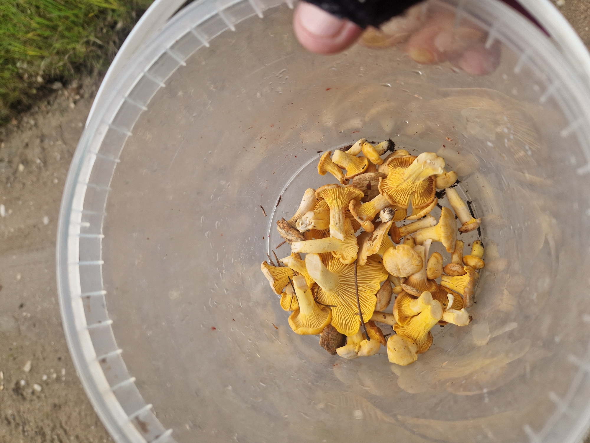 A translucent plastic bucket filled with a bounty of chanterelle mushrooms is depicted. The mushrooms, primarily a vibrant yellow, are nestled together, their distinct gill structures visible. Some small twigs and dirt are also present among the fungi. The bucket is set against a muted background of gravelly ground and a hint of green grass. The image appears to have been taken outdoors, possibly in a natural setting outside of Kelasovka, Latvia. A blurred human thumb is visible on the right side of the frame, suggesting the bucket is being held. The lighting is natural and somewhat diffused, creating soft shadows.