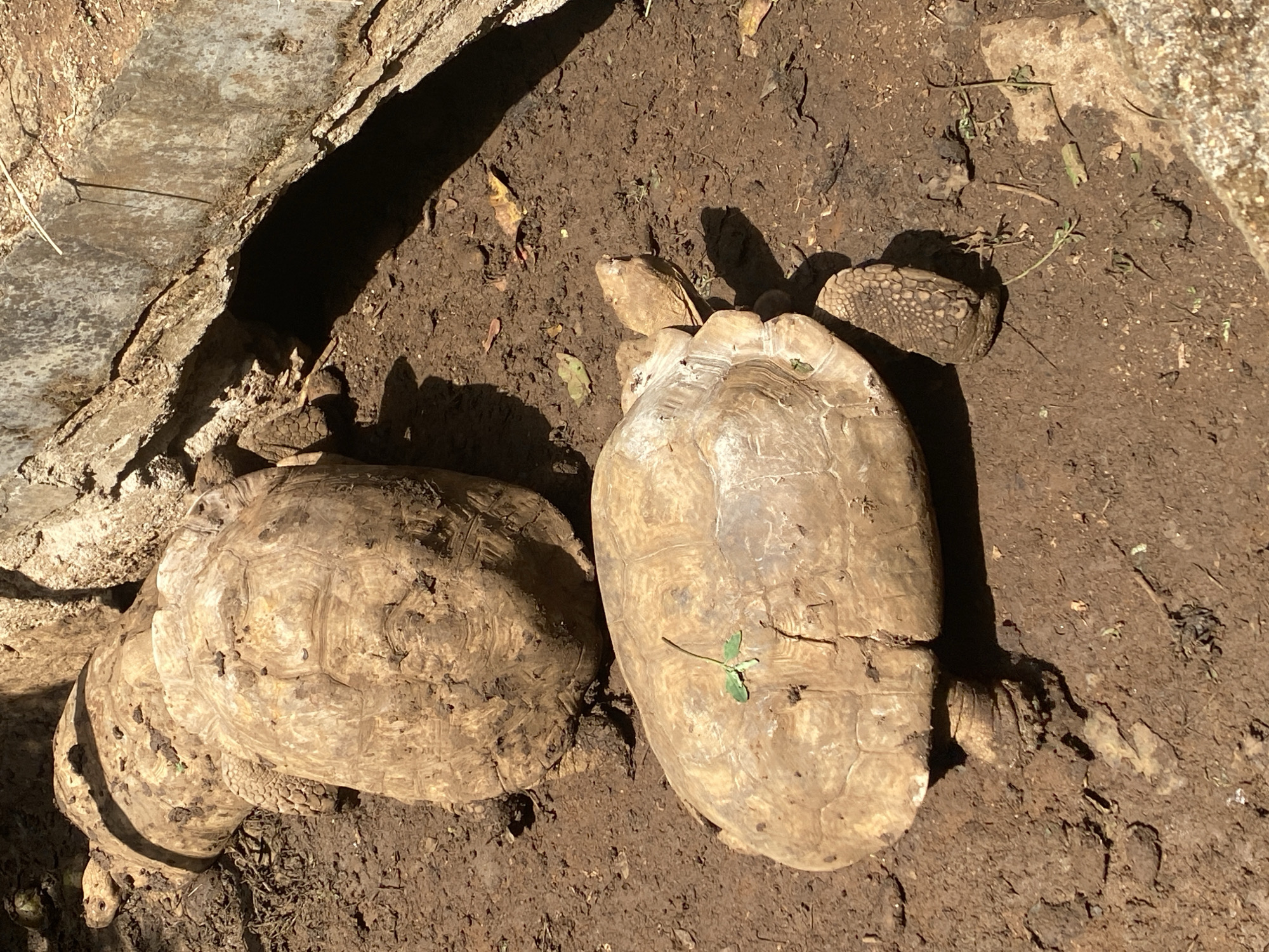 Two light-brown tortoises are situated on damp, muddy ground under bright sunlight in an outdoor setting in Maigizo, Nigeria. The scene is dominated by earth tones, with patches of bare soil, small rocks, and dried plant debris. Rough, broken concrete or stone structures frame the left and upper right edges of the frame, possibly indicating an enclosure or a dilapidated wall.
The tortoise on the left, which appears larger, has a rounded, heavily textured shell partly obscured by shadows and caked mud. Its head is visible near the bottom left, also covered in dirt. The tortoise on the right has a slightly smoother, more elongated shell, illuminated by direct sunlight. A small, three-lobed green plant rests on its shell. Its head is visible towards the top right, and its scaly skin is discernible.
Both tortoises are resting or moving slowly on the uneven ground, with their limbs partially visible. Strong shadows cast by the tortoises and surrounding structures indicate midday conditions with clear, sunny weather. There is no visible text.