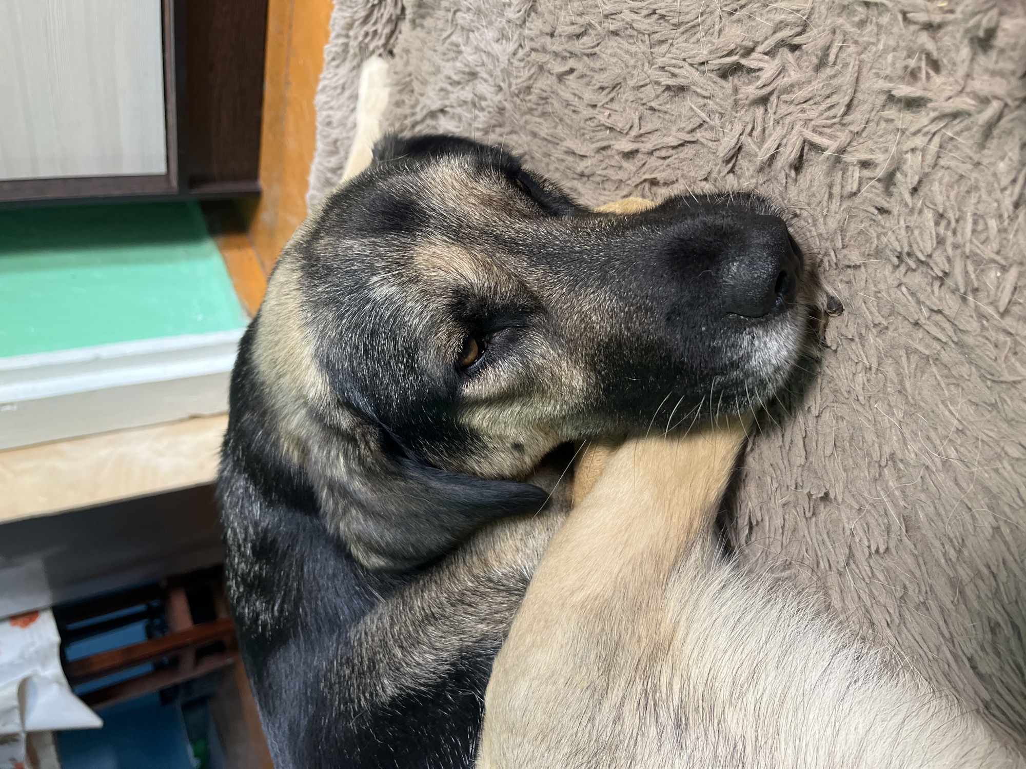 A dog with black and tan fur is resting on a brown, shag rug. The dog's head is resting on its paws, and its eyes are closed. The dog's fur is short and dense. The background is blurred, but appears to be an indoor setting with wooden furniture and a green wall. The image appears to be taken at an eye-level perspective.