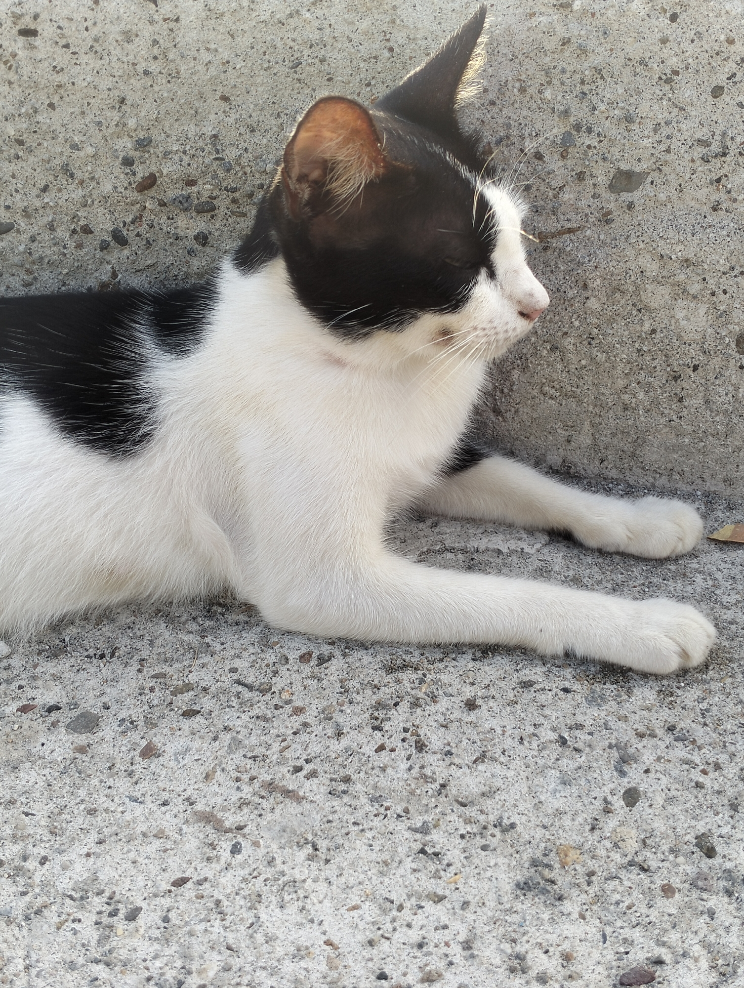 A black and white cat is lying on a gray concrete surface. The cat is lying on its side, with its legs extended forward. The cat's head is turned to the right, and its eyes are closed. The concrete surface is textured and appears to be part of a building exterior. There are small stones or pebbles embedded in the concrete. The scene appears to be in Lhokseumawe, Indonesia.