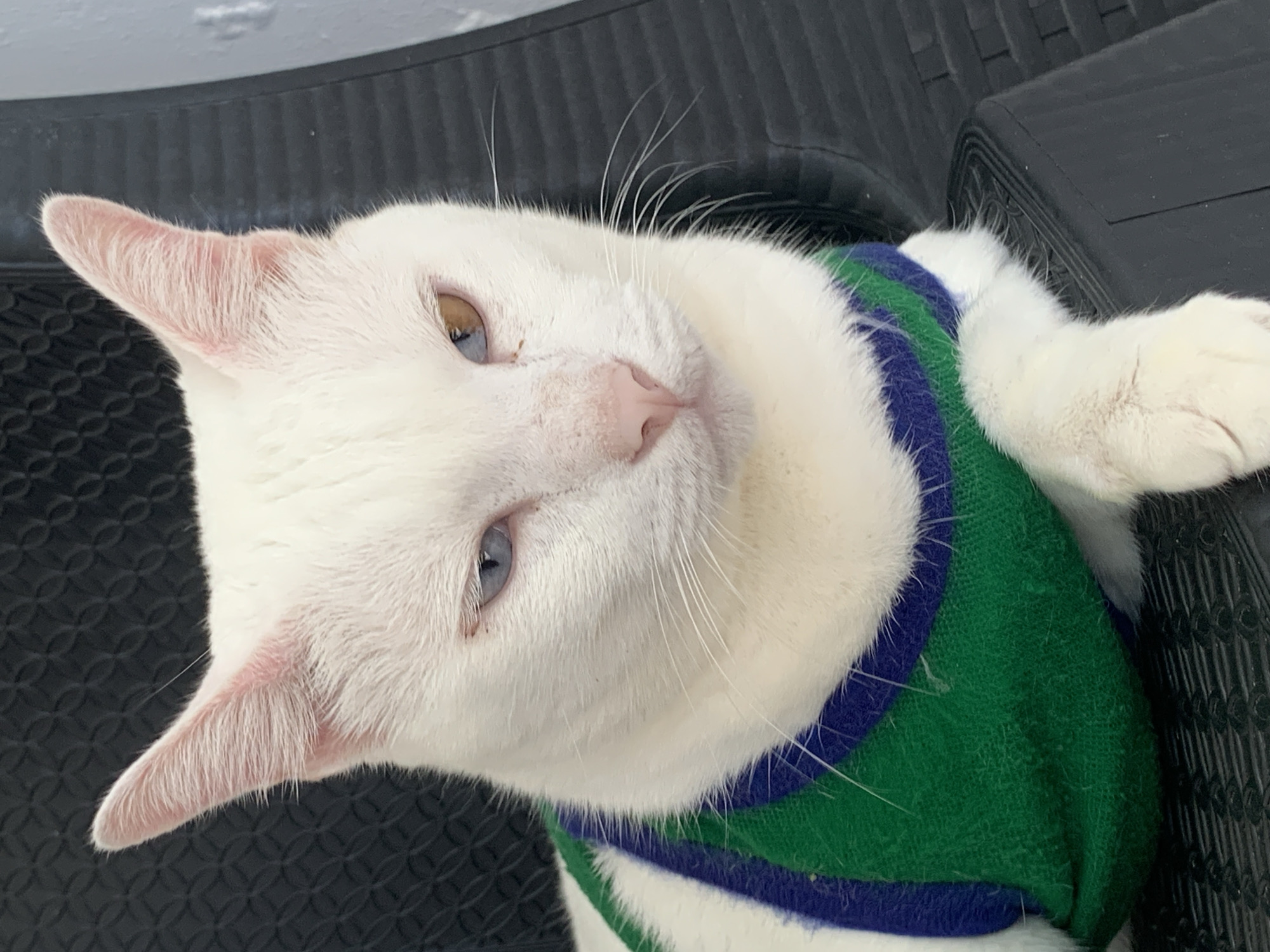 A white cat with heterochromia, one blue eye and one brown eye, is wearing a green sweater with blue stripes. The cat is sitting on a black textured surface, possibly a chair. The background is dark and out of focus. The image was taken in Sukawati, Indonesia.
