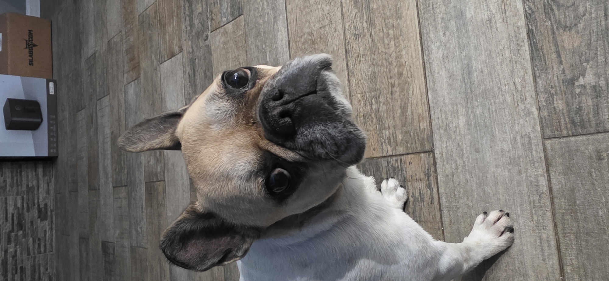 A high-angle shot captures a fawn and white French Bulldog looking directly up at the camera with its head tilted. The dog has dark markings around its snout and eyes, and its large, dark eyes appear wide and expressive, conveying an inquisitive or playful demeanor. Its white body and paws, with dark nails, are visible against the floor.
The dog is situated on a light-colored, wood-grain tiled floor. In the background, on the left side of the frame, are a brown cardboard box and a white and grey box with a black rectangular electronic device resting on top. The text "SILABOS.COM" is visible on the side of the cardboard box. The bright lighting suggests an indoor setting during the day, likely in a home in Sofia, Bulgaria.