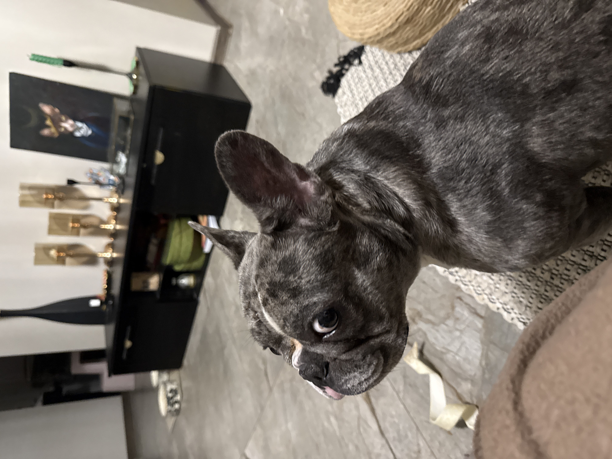An indoor scene features a brindle French Bulldog in the midground, looking intently to its left with wide eyes. The dog has a dark gray and black brindle coat, white markings on its forehead and muzzle, and a pink nose. It is positioned on a light-colored, textured woven mat, with a portion of a brown blanket in the immediate foreground to the left. A natural-colored, possibly woven straw, object is partially visible to the dog's right.
The background reveals a domestic setting with a light-colored tiled floor and white walls. A black media console or credenza spans the midground. On the console, from left to right, are: a tall, slender black vase; two golden-toned decorative lamps with glass shades; a small black candlestick and other decorative items; a framed painting depicting an anthropomorphic animal, possibly a cat, wearing a hat and clothing, with a crescent symbol above its head; and a slender green object, possibly a decorative tool or plant, standing upright. The console features a drawer with a gold pull on the left and an open shelf section on the right, containing a green basket and other objects. In the far left background, on the floor, two pet bowls and a crumpled light-colored item are visible. The specific geographical location in the city of Berezyna, Ukraine, cannot be determined from the visual information present in this image.
