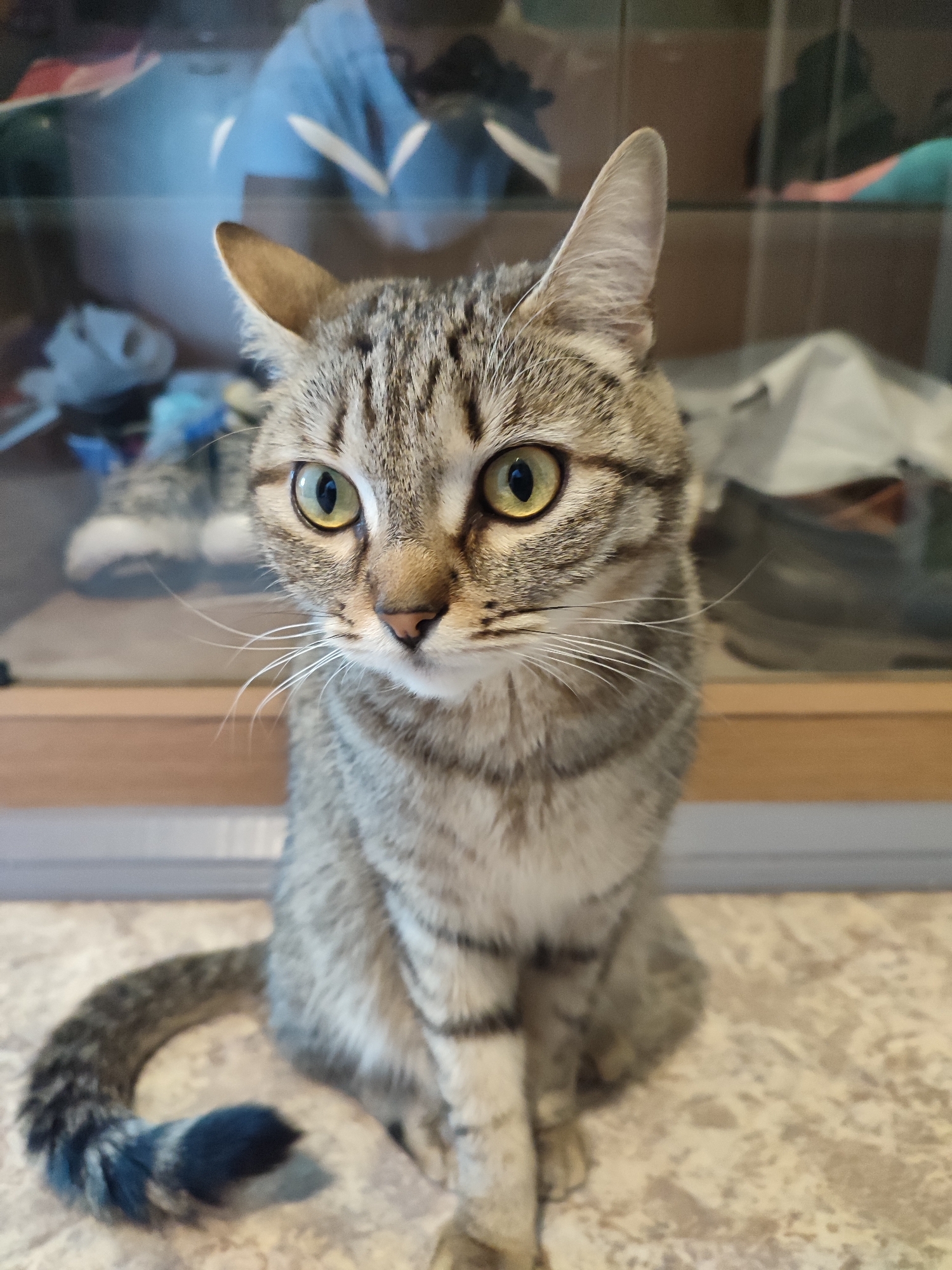 A medium shot of a tabby cat sitting upright. The cat has a brown tabby pattern on its fur and yellow eyes. The tail is curled in front of the cat and is tipped with dark coloring. Behind the cat is a glass cabinet with blurry objects visible inside. The location is Unknown, Unknown.