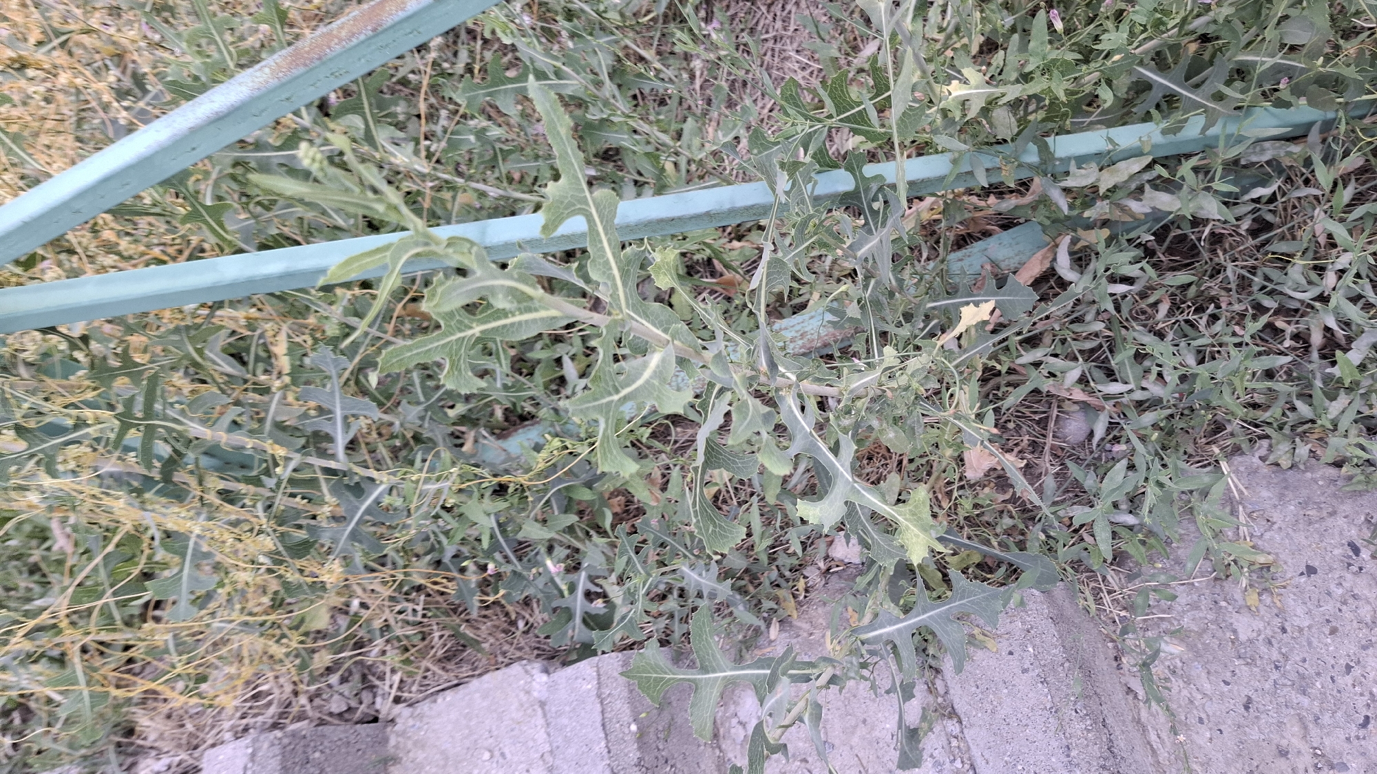 The image shows a close-up view of a plant with jagged, lobed leaves, possibly a type of wild lettuce, growing near a light blue metal fence post. The plant has thin, yellow, vine-like structures entwined around it, which appear to be dodder, a parasitic plant. The background consists of dry grass, dirt, and a concrete structure on the left side of the frame. The lighting suggests it is daytime. There are no people or animals visible in the image. The scene is an outdoor environment, likely an unkempt area. The city of Shymkent, Kazakhstan, is not explicitly depicted or suggested by any identifying features within the image itself.