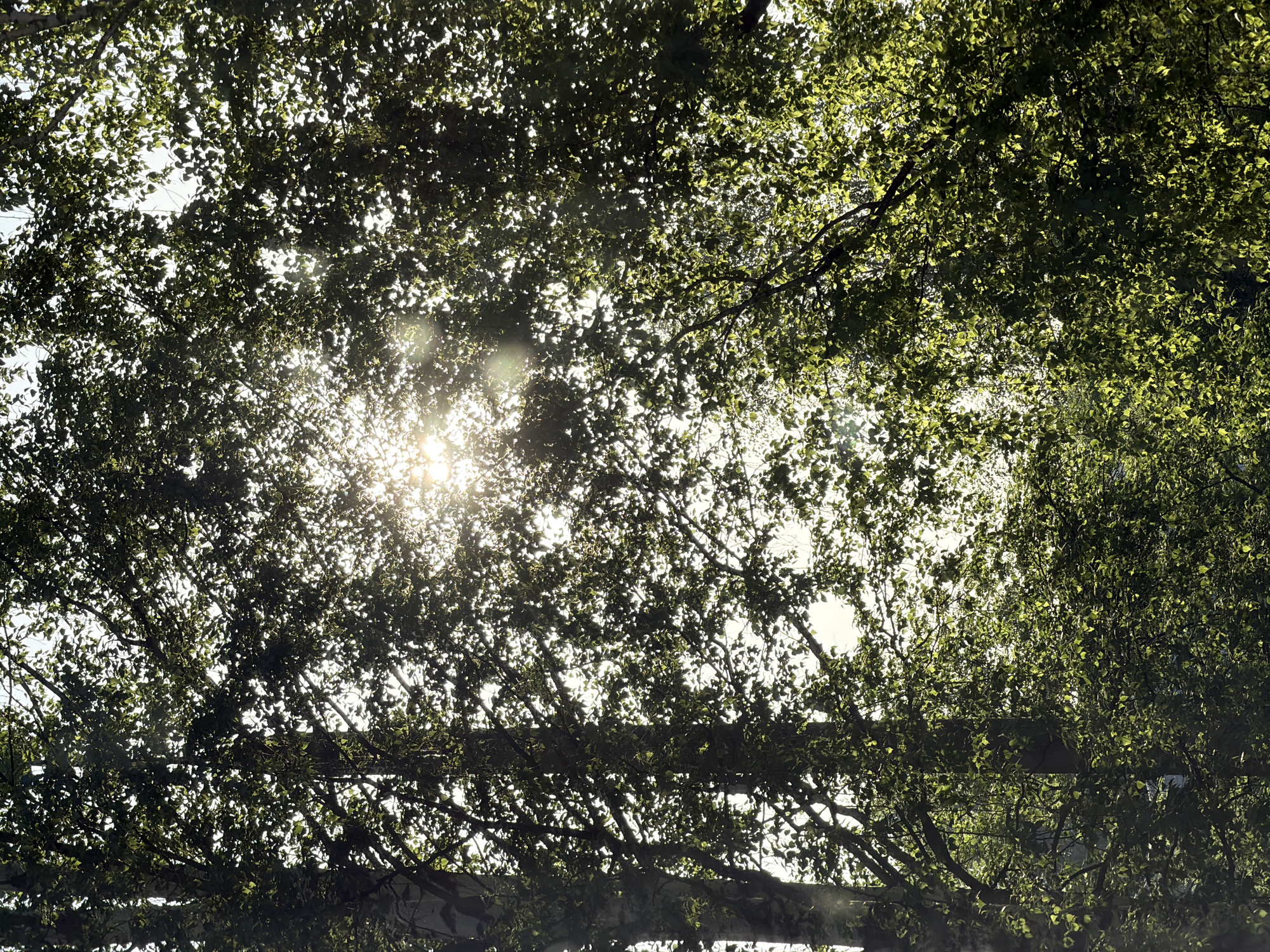 The image shows a view looking up through a canopy of green leaves and branches, with sunlight shining brightly through the gaps. The intense light creates a starburst effect. The location is specified as the city of Izhevsk, Russia. No people are visible. The dominant subjects are the leaves, branches, and sunlight. The action is the sun shining through the trees. No interaction is depicted. The environment consists of foliage overhead with the sun as a light source.