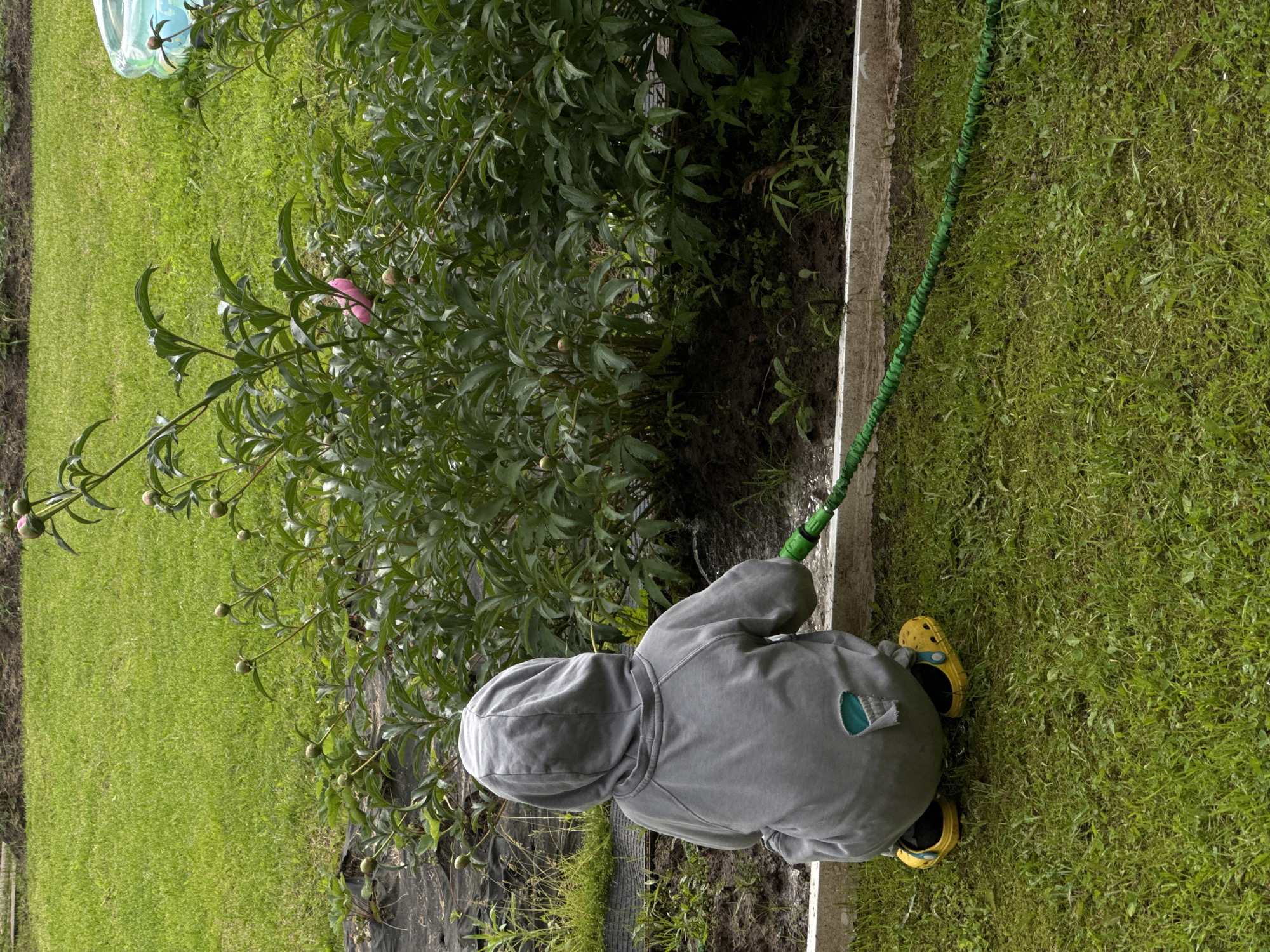A young child, seen from behind, is kneeling on a grassy lawn and watering plants with a green garden hose. The child is wearing a gray hooded sweatshirt with a light blue patch on the back and yellow Crocs. The child is facing a large bush with many green leaves and some pink buds. The bush is planted in a raised garden bed with a white border. Behind the bush, a blue inflatable pool is visible on the lawn. The scene is set in a backyard in the city of Ponaryevo, Russia. The weather appears to be overcast, and the grass is a vibrant green.