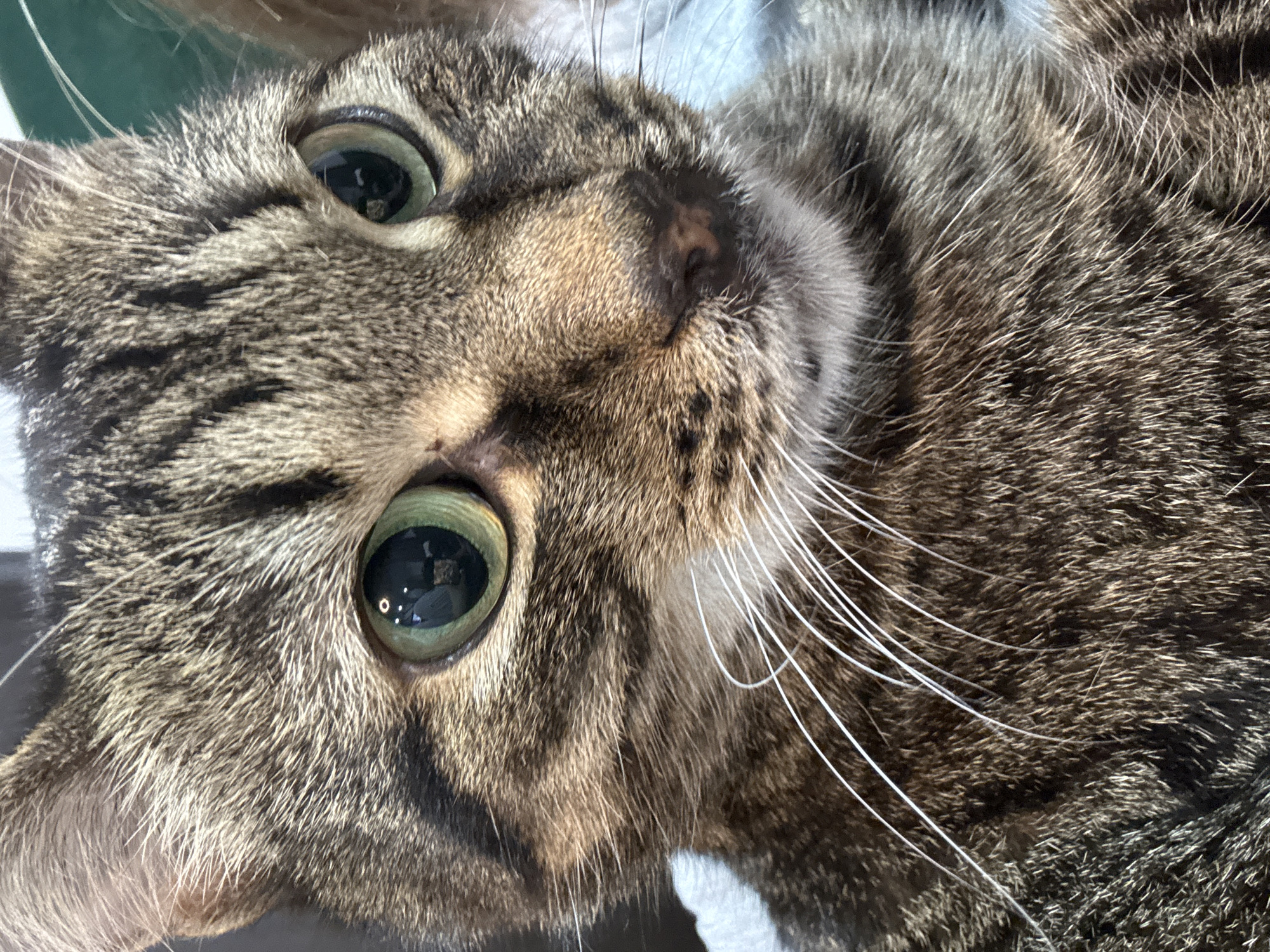 A close-up image shows a tabby cat with green eyes looking directly at the viewer. The cat has a patterned coat of brown and black stripes, and several white whiskers are visible. The background is blurry and indistinct. There is no indication of the city of Chernushka, Russia in the image.