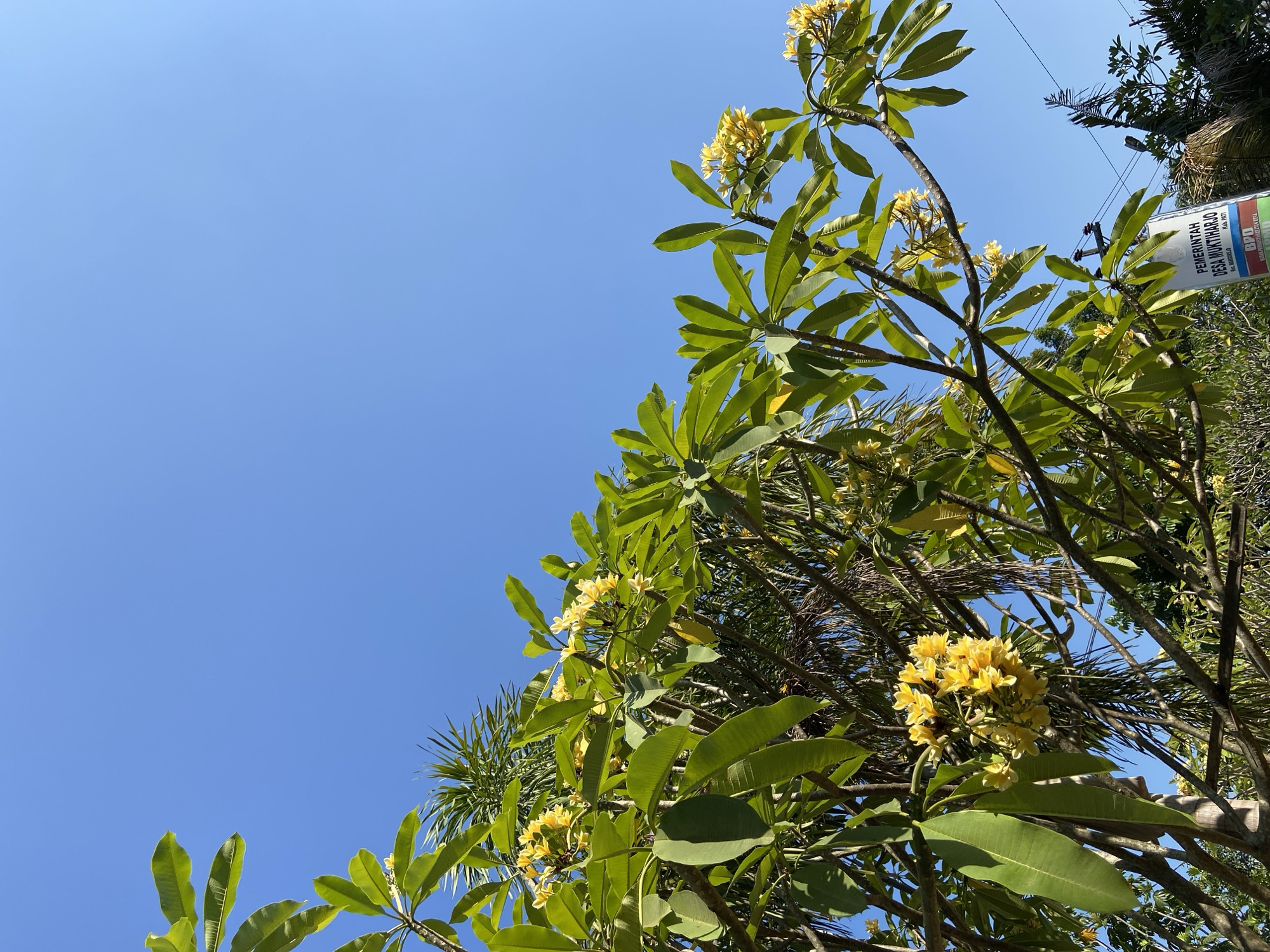 In Margorejo, Indonesia, under a clear blue sky, a frangipani tree with lush green leaves and clusters of yellow flowers is prominently featured. The branches of the frangipani tree extend across the frame, with some palm fronds visible behind it. In the lower right portion of the image, a sign in Indonesian is attached to a utility pole. The sign reads "PEMERINTAH DESA MUKTIHARJO" (Government of Muktiharjo Village), with "Kec. Margorejo, Kab. Pati" (Margorejo District, Pati Regency) below it. Further down, the acronym "BPD" is visible, likely referring to the village consultative body. The overall scene depicts a bright, sunny day with vegetation and a local government marker.