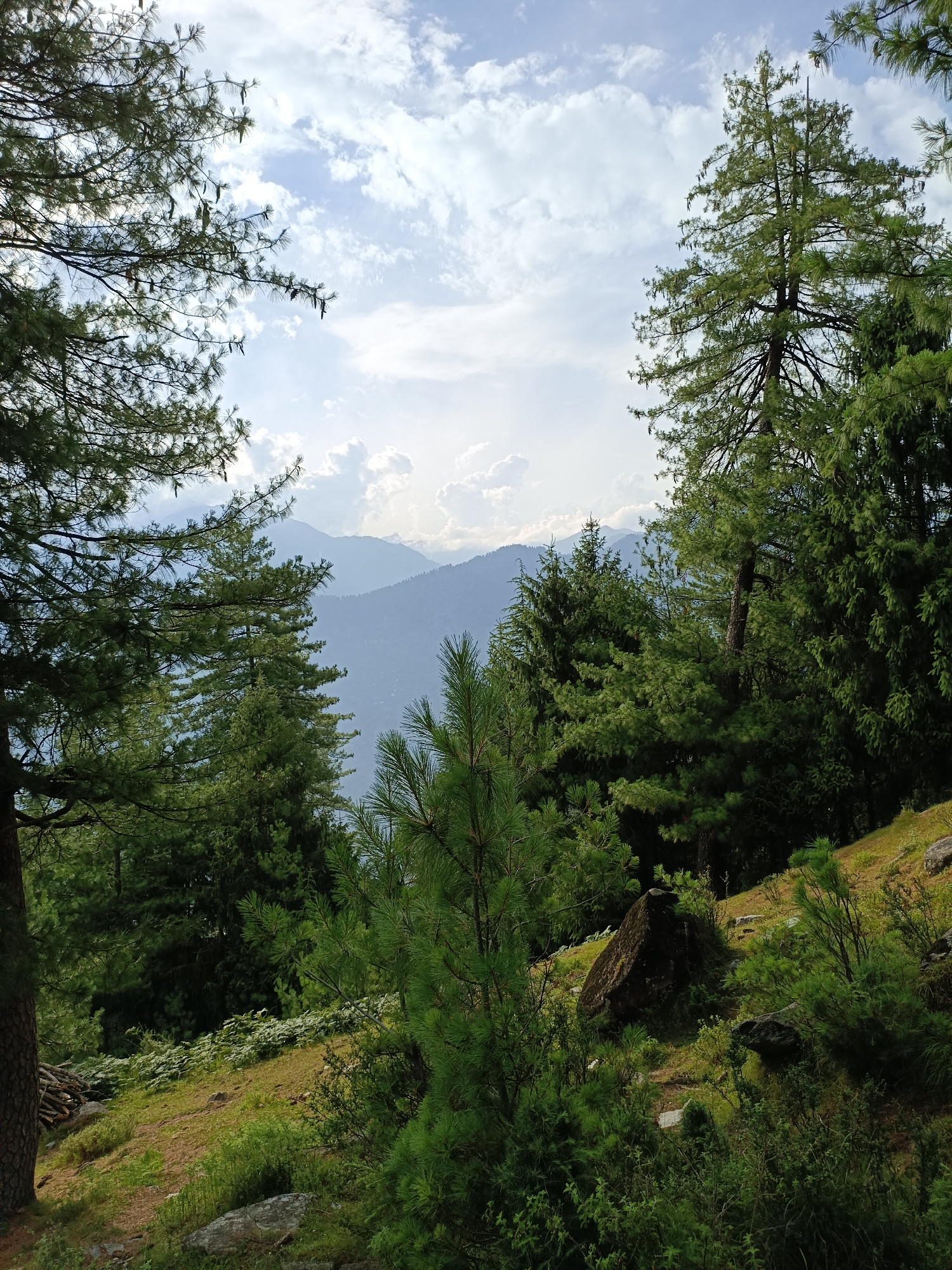 The image depicts a lush, mountainous landscape with a variety of pine trees dominating the foreground and midground. The trees are dense and green, with some of them reaching high into the sky, obscuring parts of the horizon. In the background, distant mountains are visible, appearing hazy and layered in shades of blue and grey, suggesting a significant elevation and a vast expanse. The sky above is a mix of blue with scattered white clouds, indicating a partly cloudy day. The ground in the foreground is covered with grass, smaller shrubs, and some rocks, with a slight incline. The scene evokes a sense of natural serenity and wilderness, typical of a mountainous region. There are no people or animals visible in the image. The location is identified as Chhaki, India, suggesting a specific geographical context within the country known for its mountainous terrain.