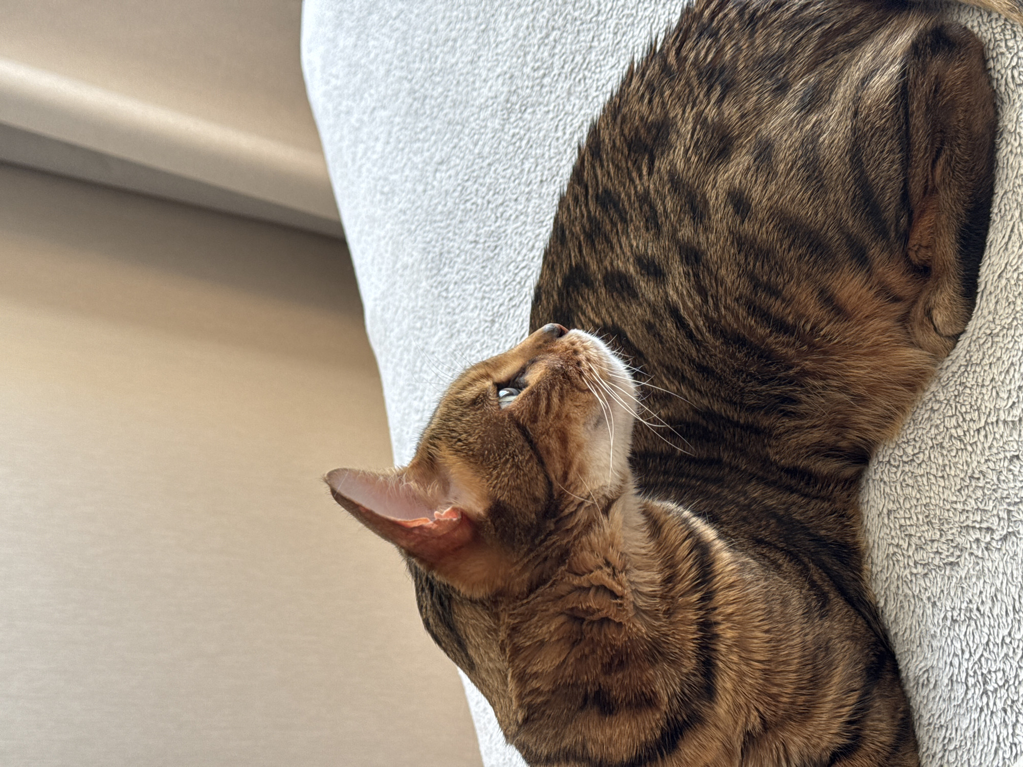 A close-up shows a Bengal cat resting in a soft, light gray pet bed. Another cat, of the same breed, rests behind and above the first. The cat in the forefront is looking upward, its ear is facing the left edge of the image. The fur of both cats is a rich brown with dark spots and stripes. The background is a soft beige color, possibly a wall. The scene appears to be indoors. The city and location are not identifiable from the image.