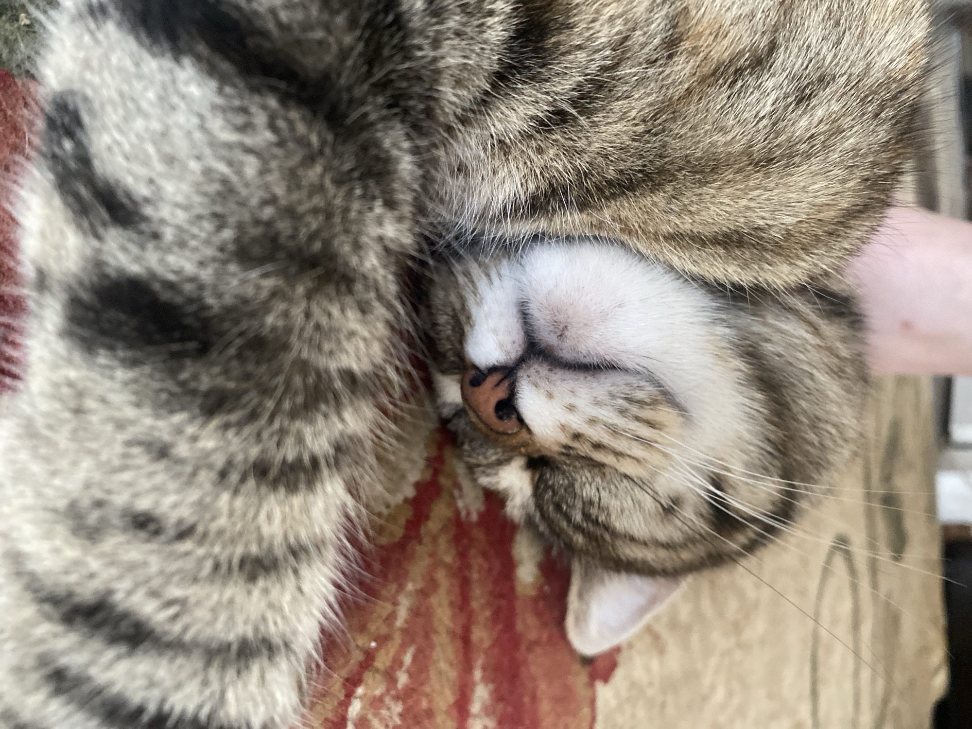 The image is a close-up, high-angle shot of a tabby cat sleeping on its side. The cat's head is curled inward, with its eyes closed and its nose facing left. Its fur is striped with shades of brown, gray, and black, and its whiskers are white and prominent. A portion of its paw is visible in the foreground, also displaying striped fur. The background consists of a patterned rug with red and beige tones. There are no people or specific city landmarks visible in the image. The scene appears to be indoors, in a domestic setting.